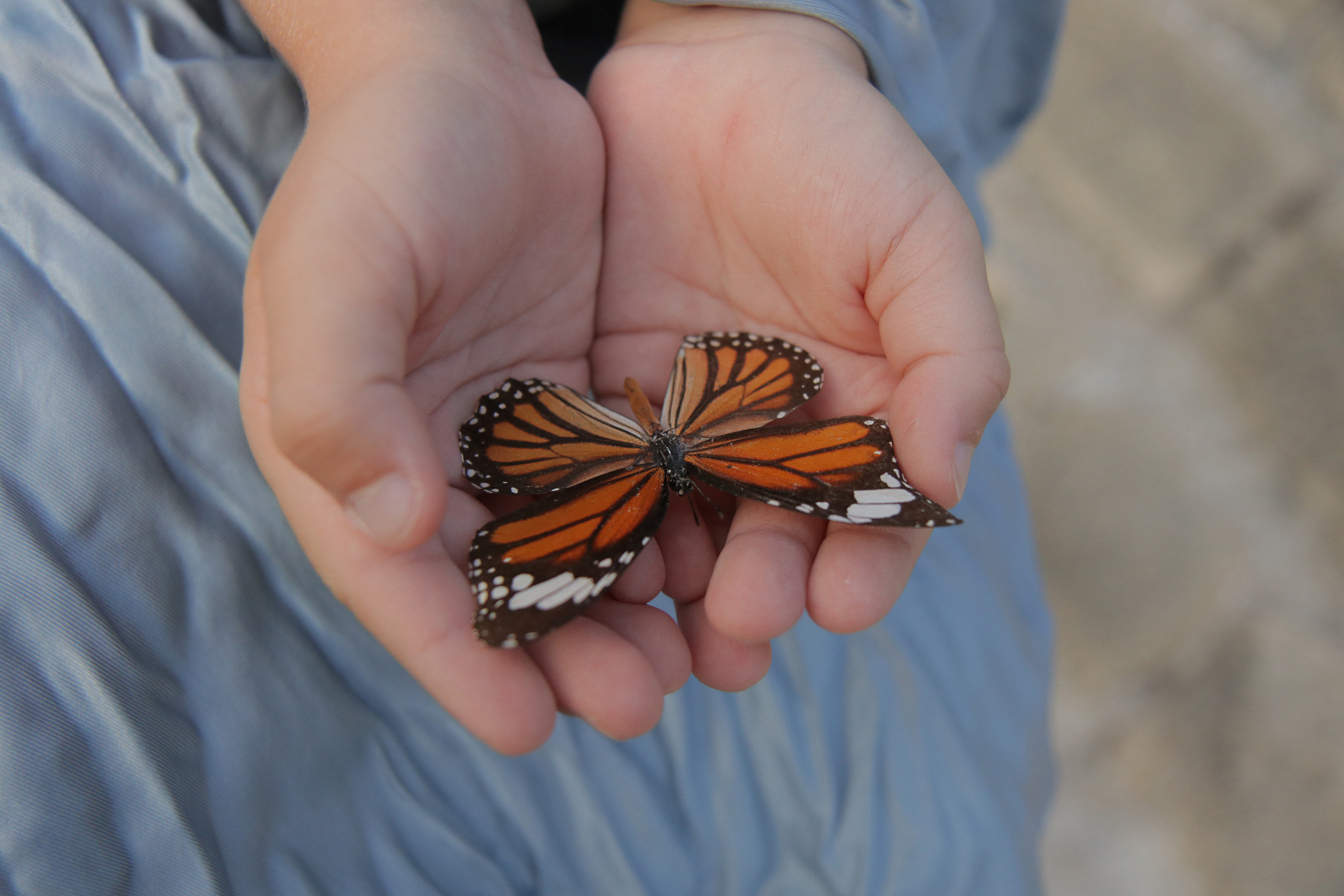 PORTRAIT. צלמת אירועים בוק בת מצווה נטלי טופילט