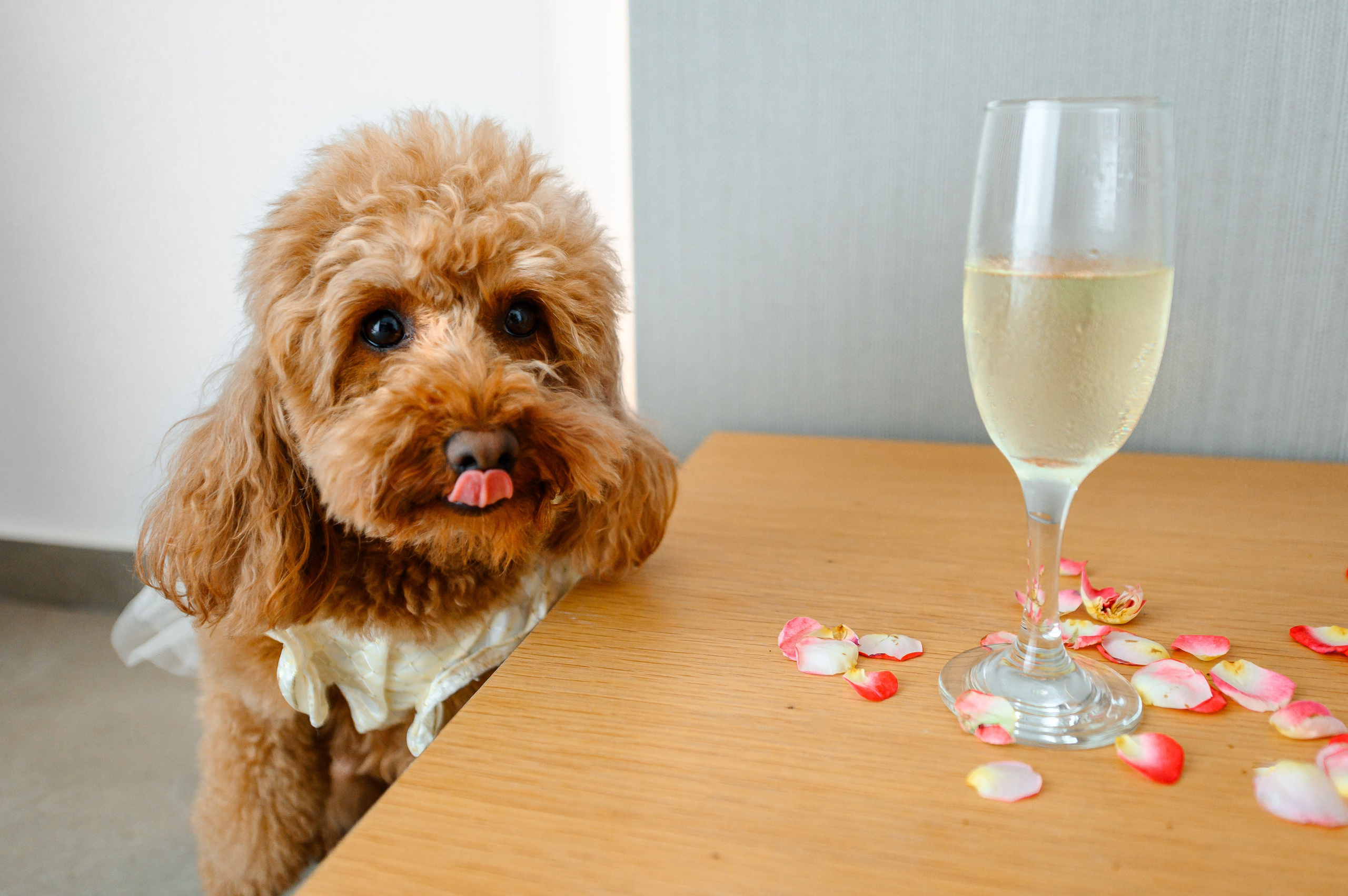 Felicia & Vitalie. Mugurel Olteanu Fotograf
