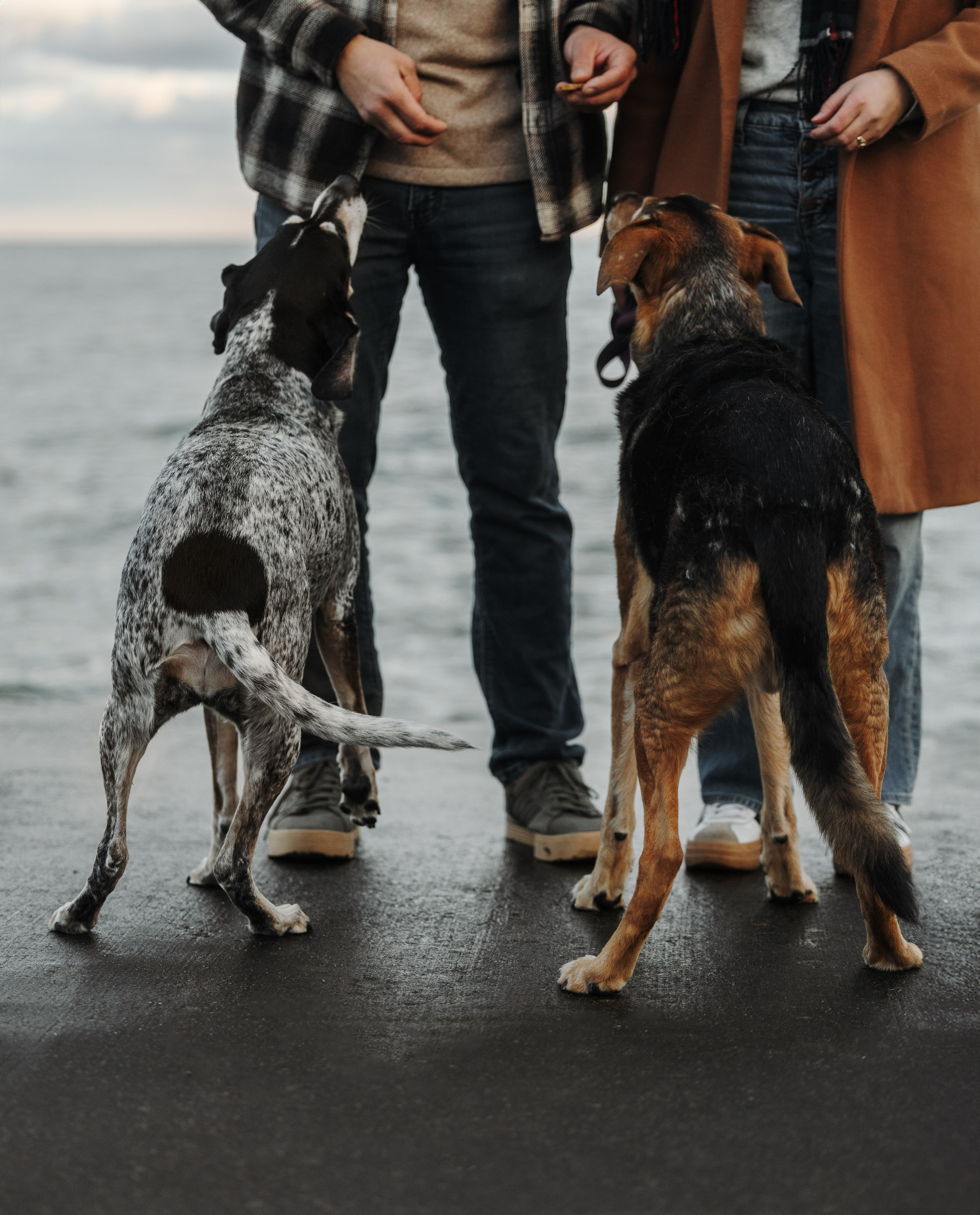 Racer & Delly. Pet Photographer Viktoriya Aleshenko