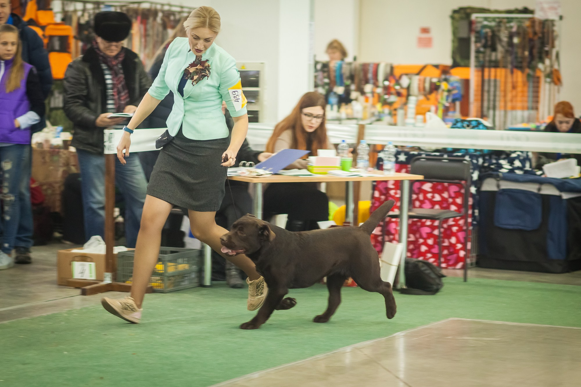 Newton. Цуценята лабрадор ретривера, Дніпро, Україна