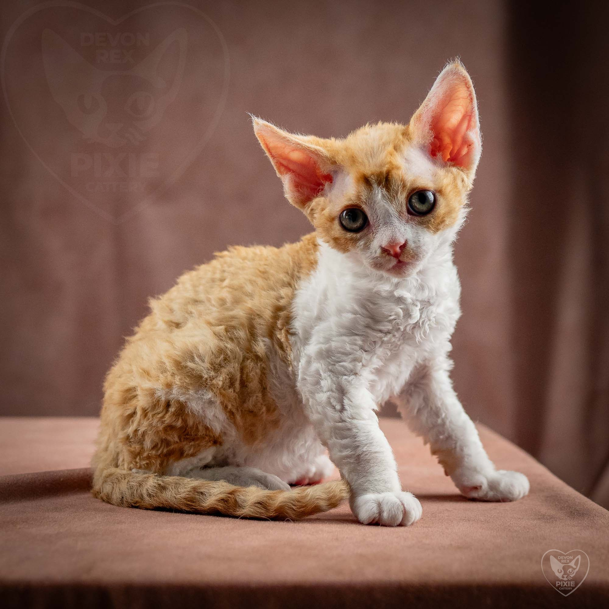 Gece, boy, born on 01.18.25. Devon Rex Pixie Cattery