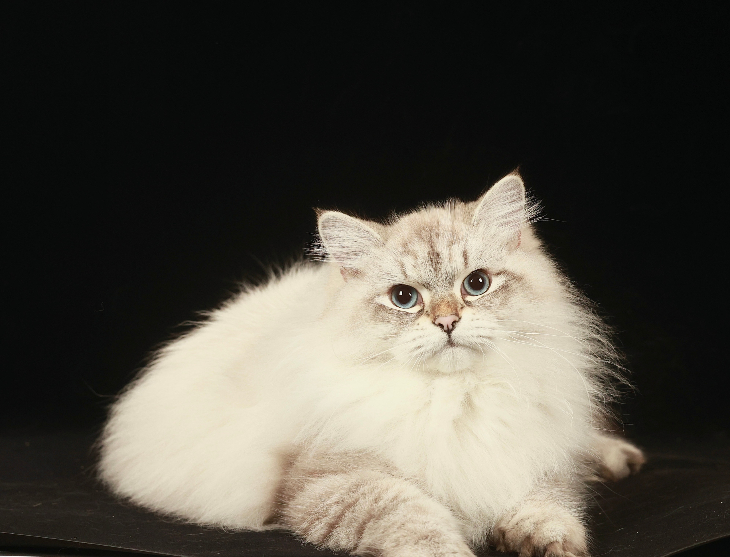 LEMON GREEN SIBERIANS AIUSHA