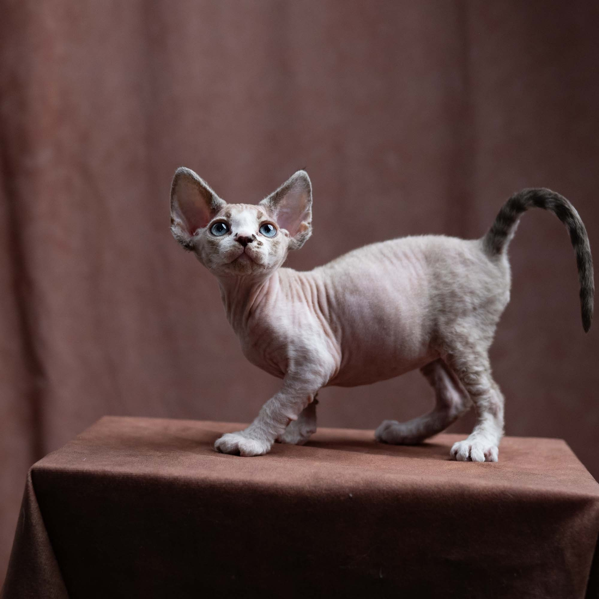 Frank, boy, born on 01.01.25. Devon Rex Pixie Cattery