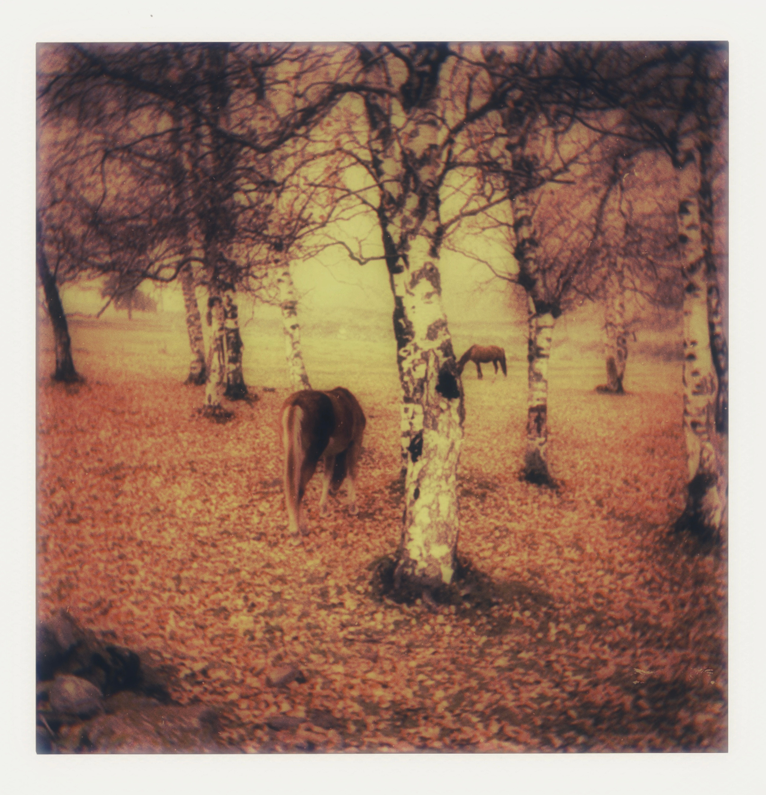 Pola — Georgia. Chloé Heller — Fine Art / Documentary Photography