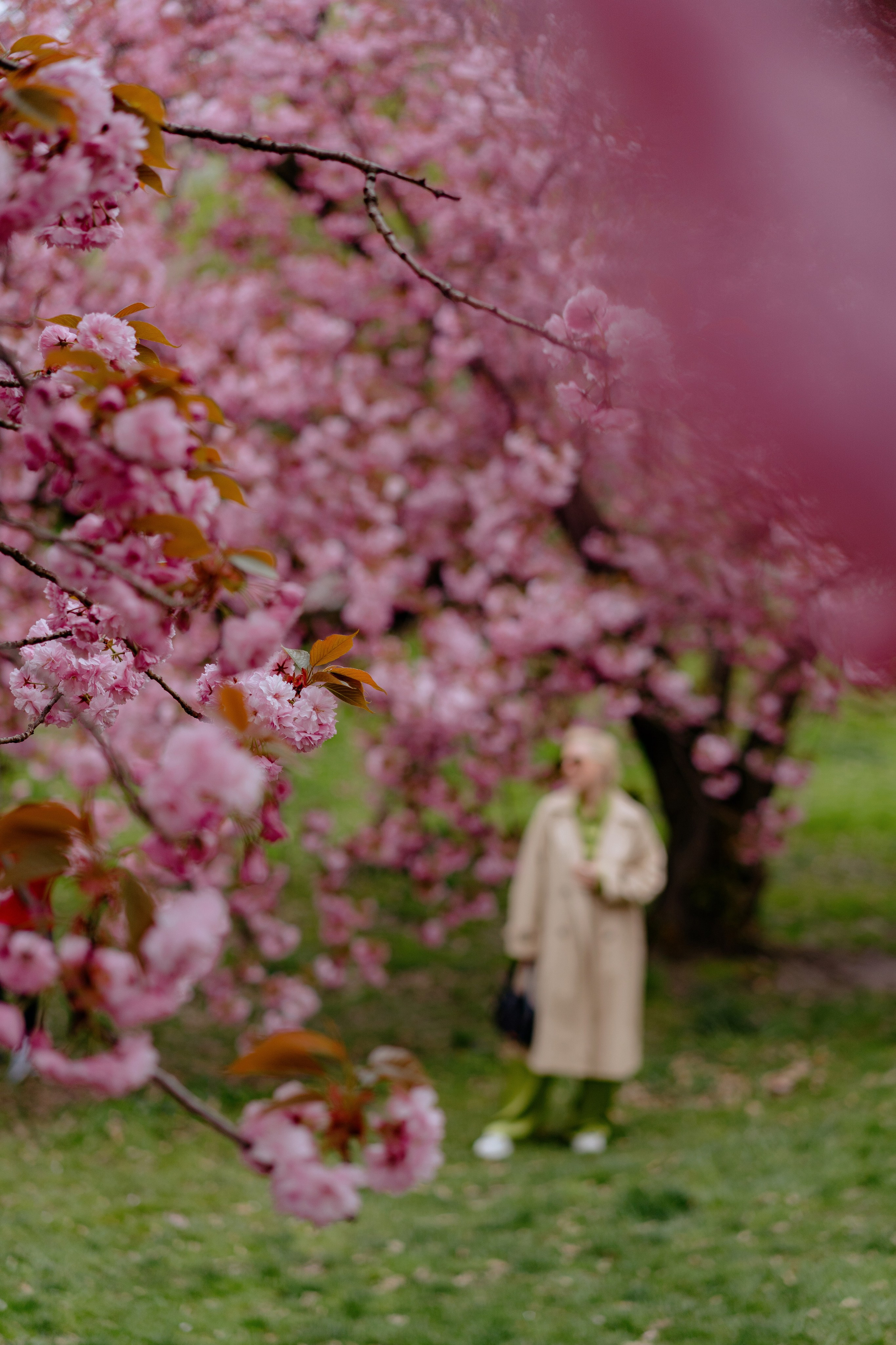 Central park blossoms. Videographer and photographer in New York // MAKAROV.VIDEO