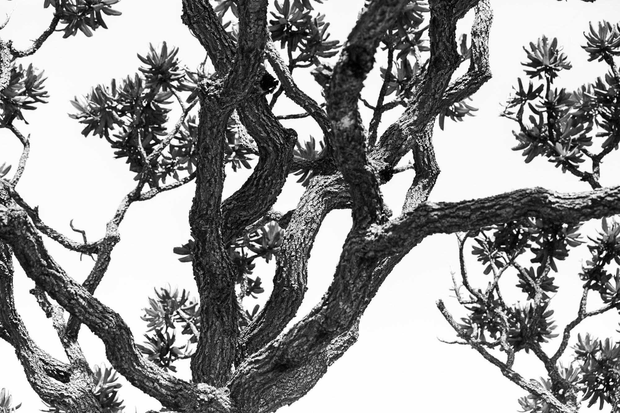 Silêncio. Fotógrafo de casamentos em Florianópolis