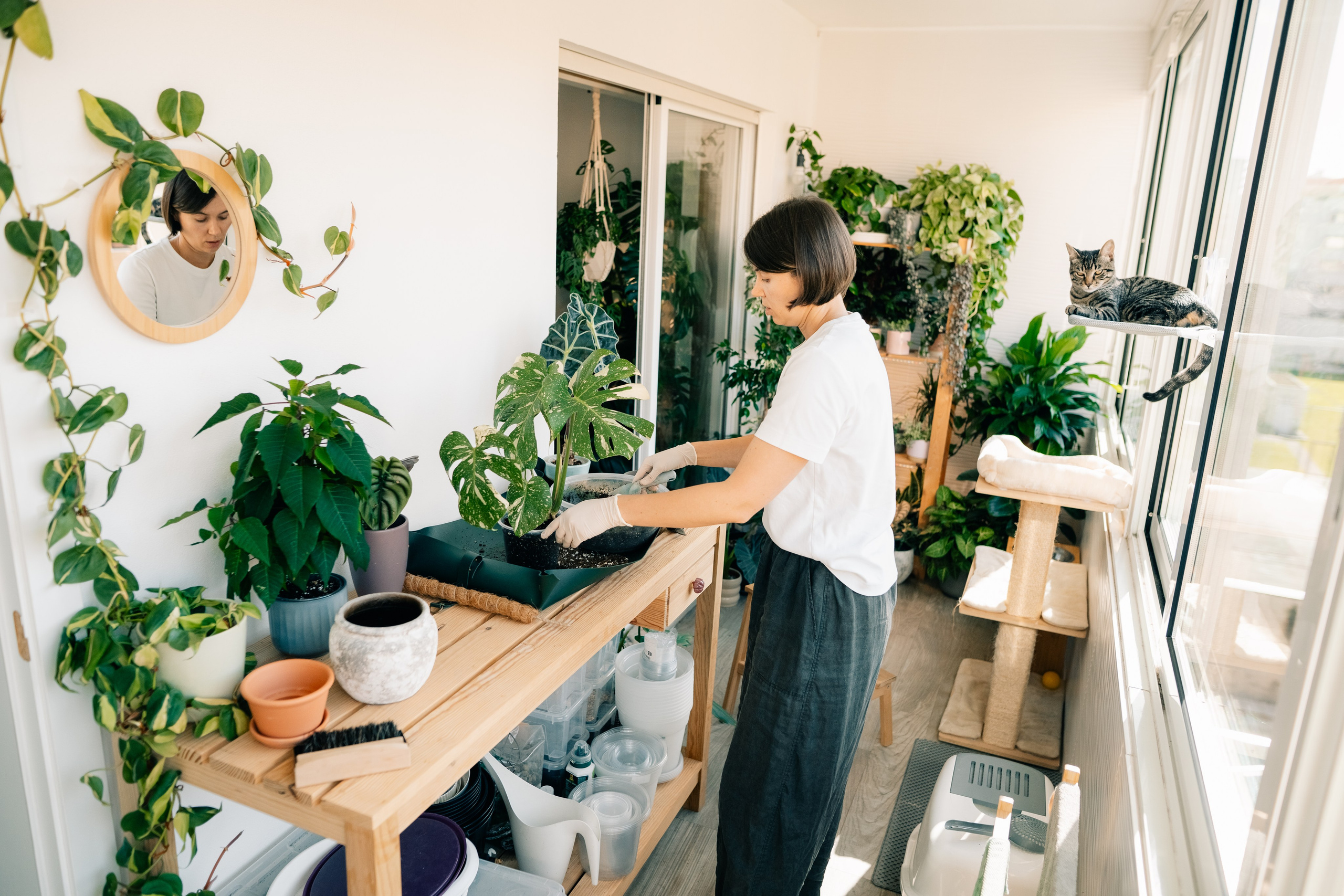 No Drama Plants. Maria Sher. Fotógrafa profissional do Porto, Portugal