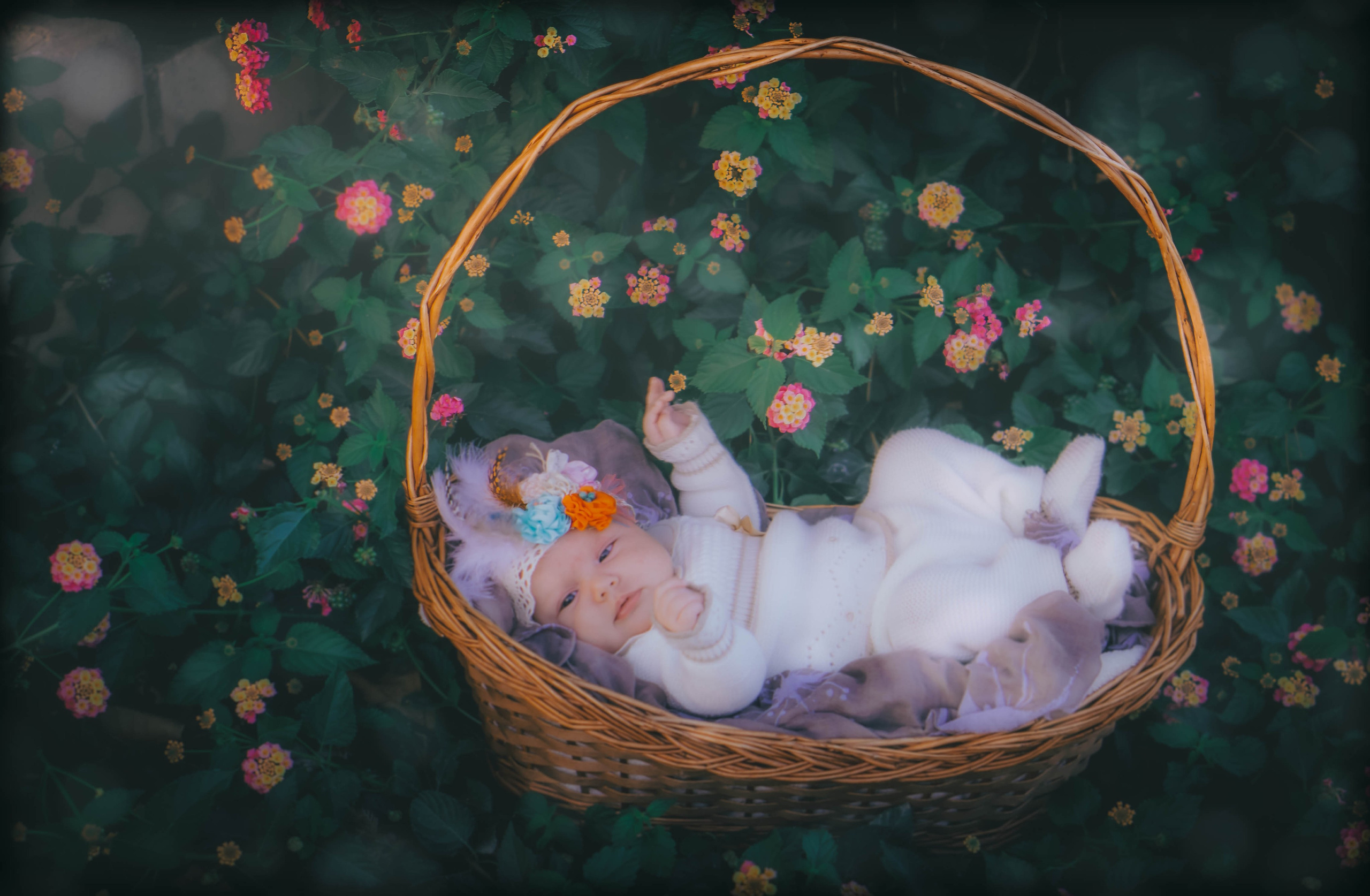 Olivia. Alba del Norte Studio