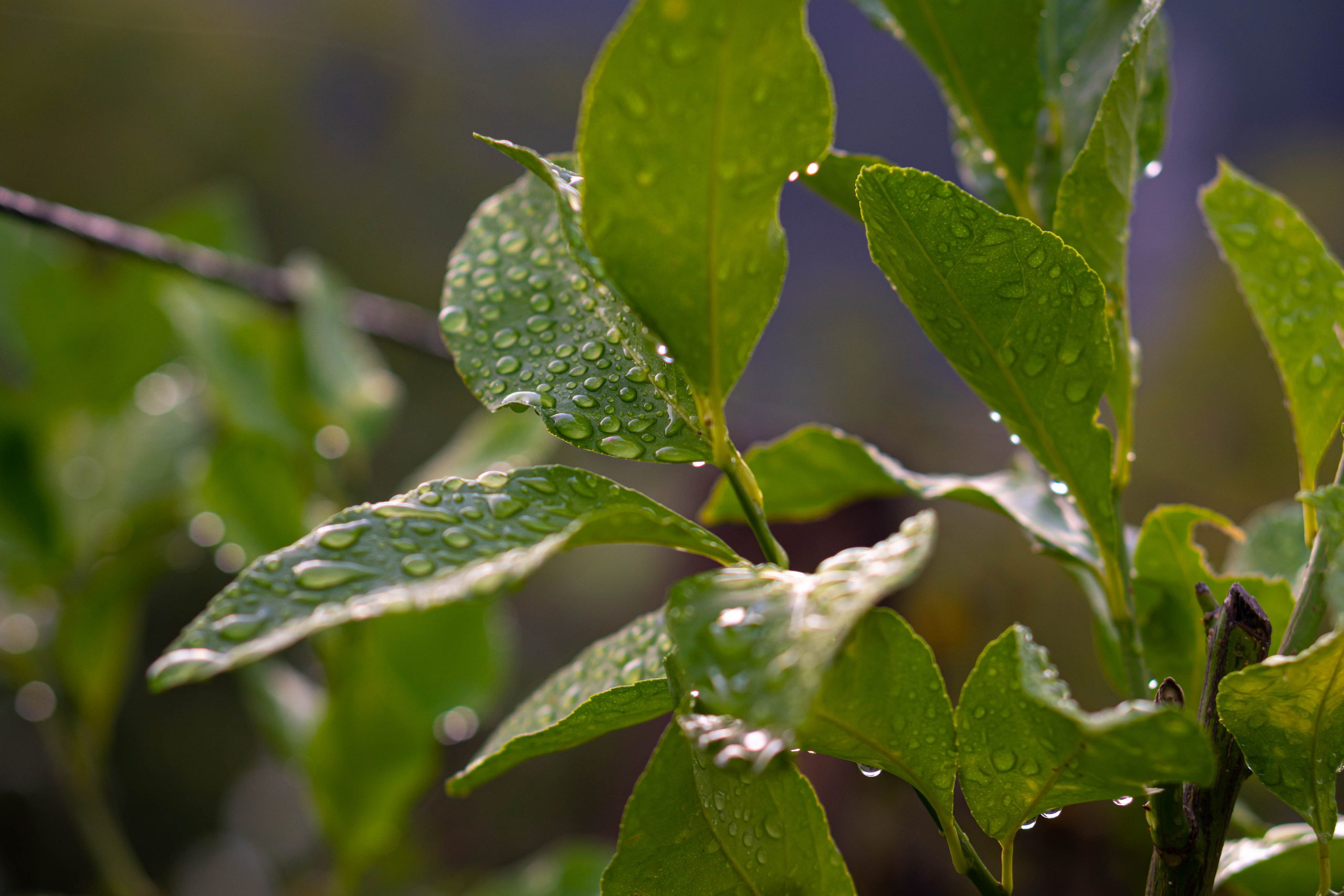 Bocetos. Alba del Norte Studio