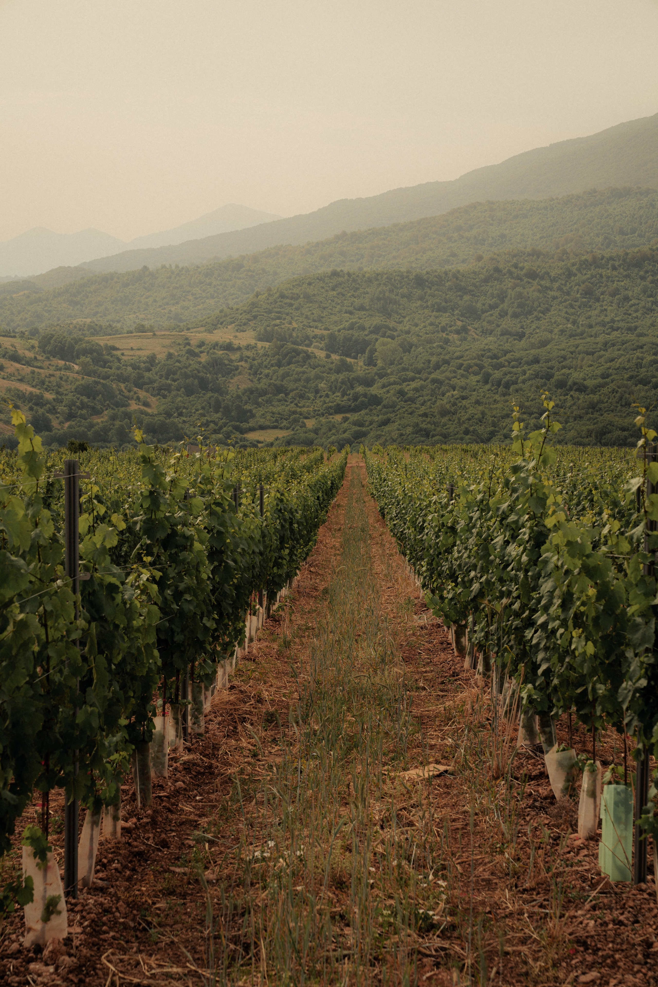 Estates Costa Lazaridi