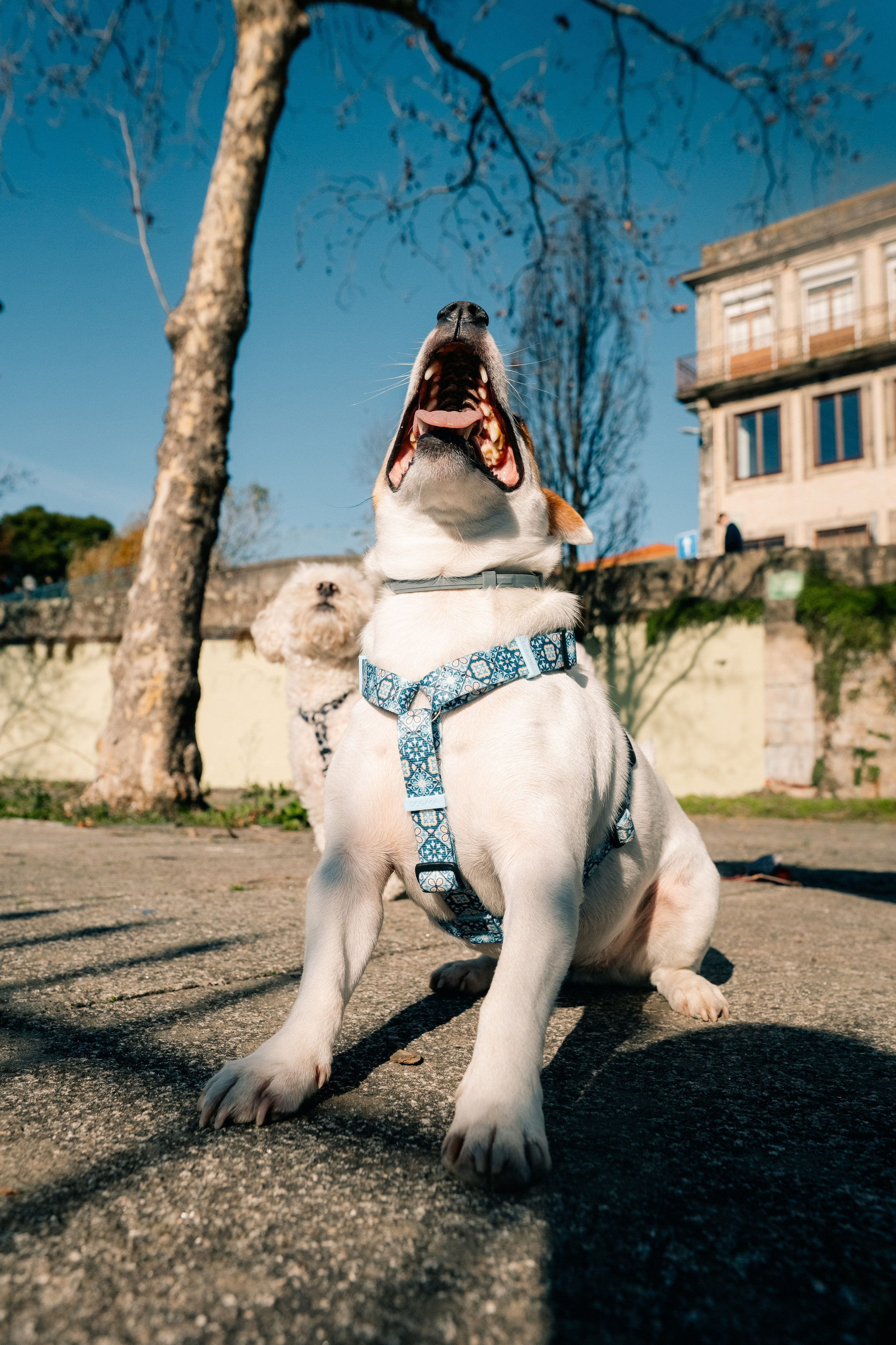 Yana & Doggos in Bonfim. Maria Sher. Professional photographer from Porto, Portugal