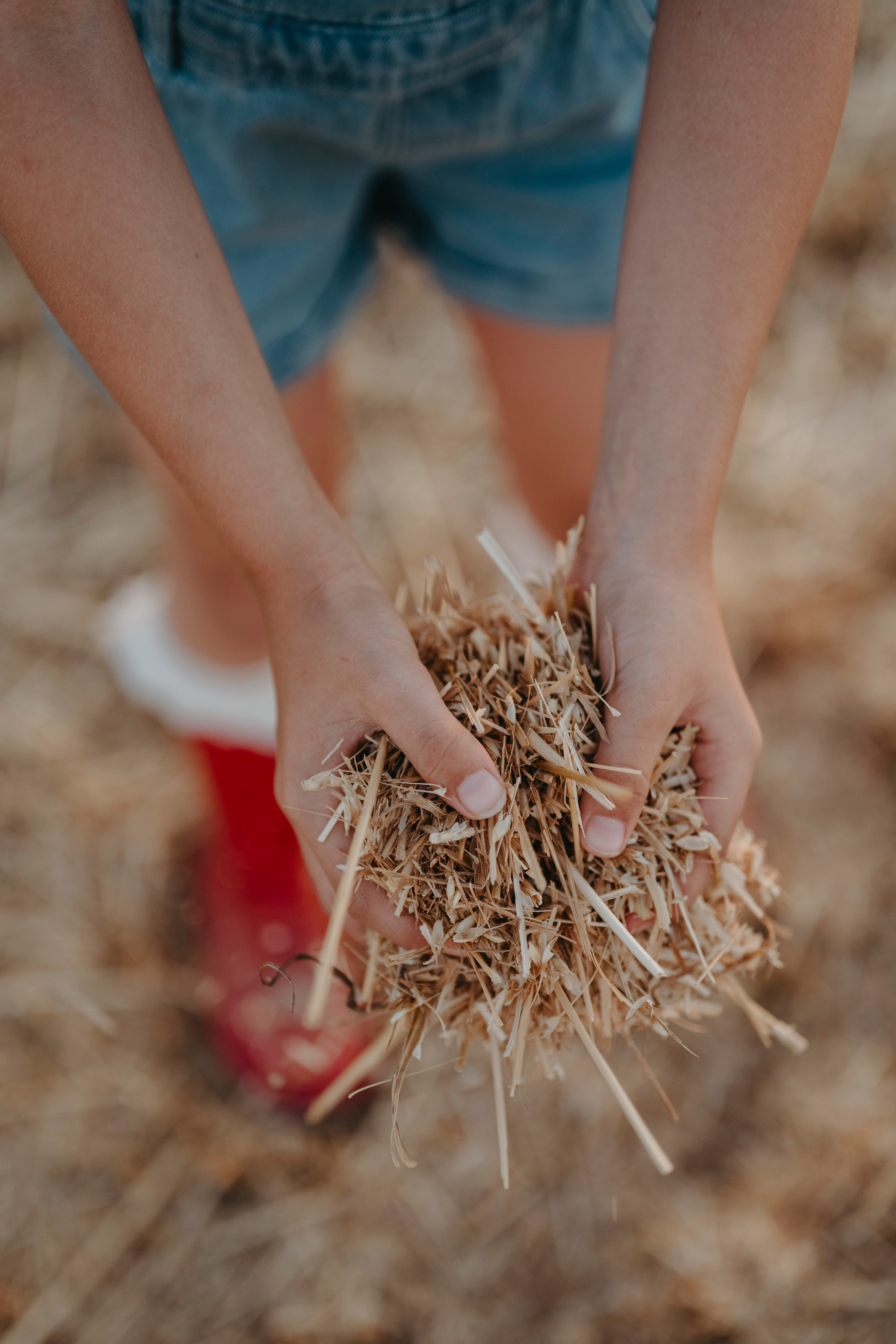 Letnje fotografisanje u polju suncokreta i sena. Deciji i porodicni fotograf u Beogradu Oksana Skendzic