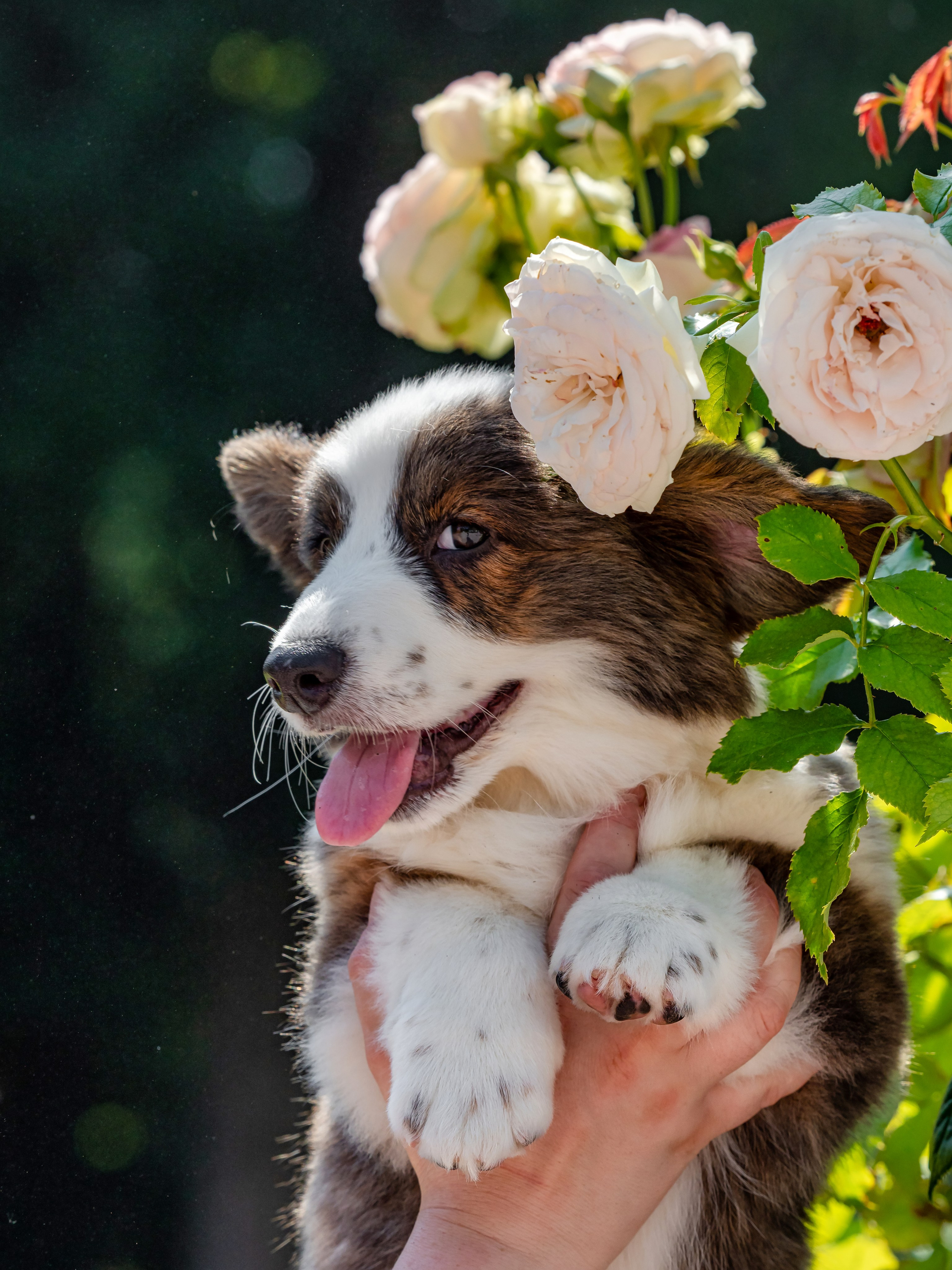 Puppies 03/06/2025. Photographe à Strasbourg | Portraits, Studio, Enfants, Événements