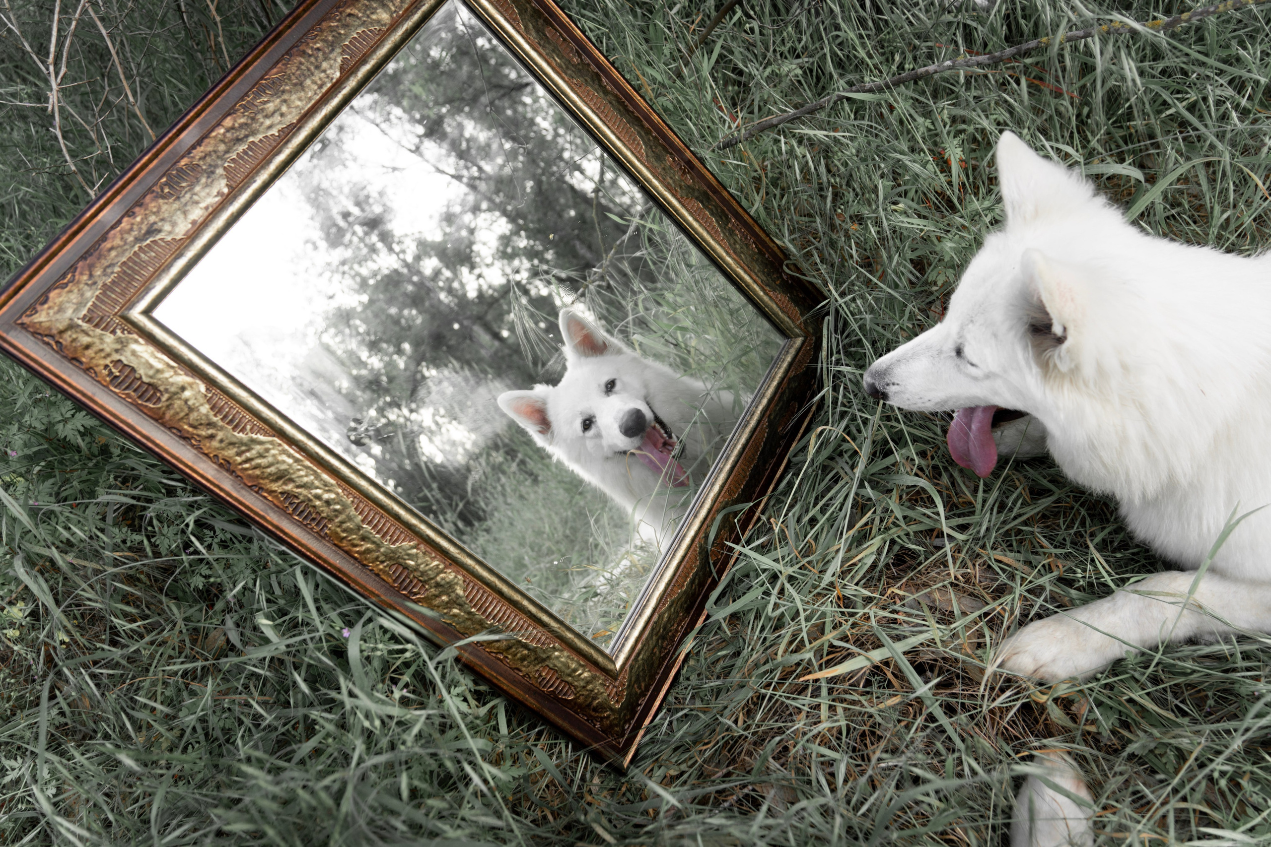 Шельга и Шегги. Главное меню