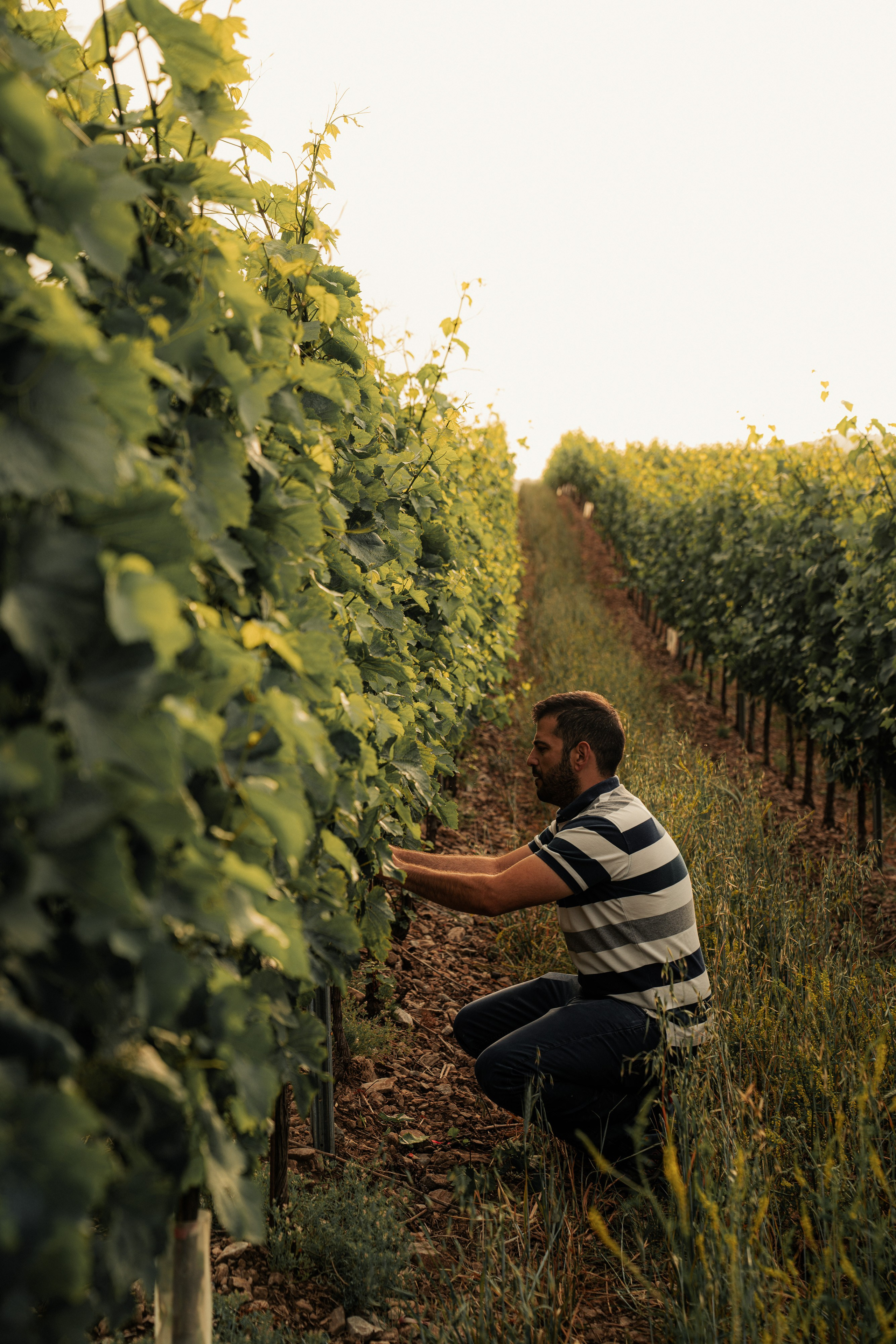 Estates Costa Lazaridi