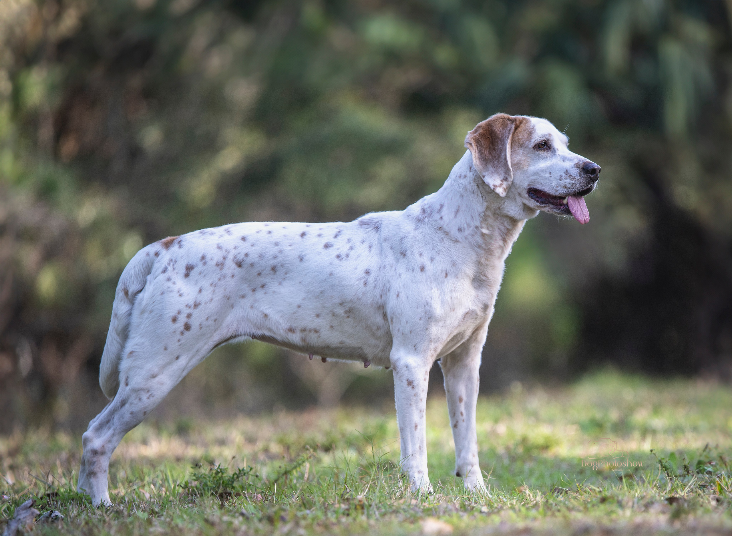 📸 11. Katerina Royter Pet Photographer North Florida