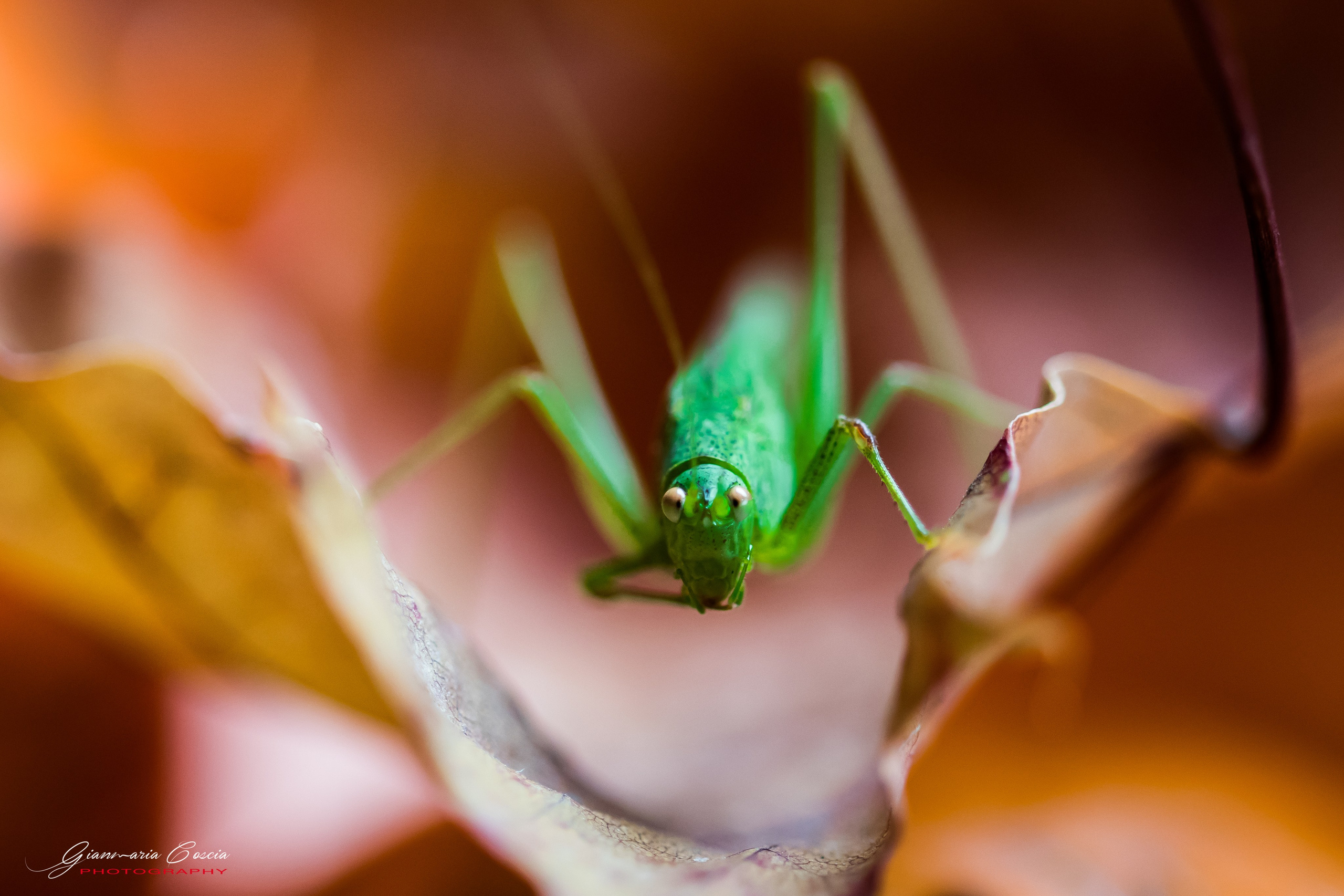 “Gianmaria Coscia fotografo per passione”