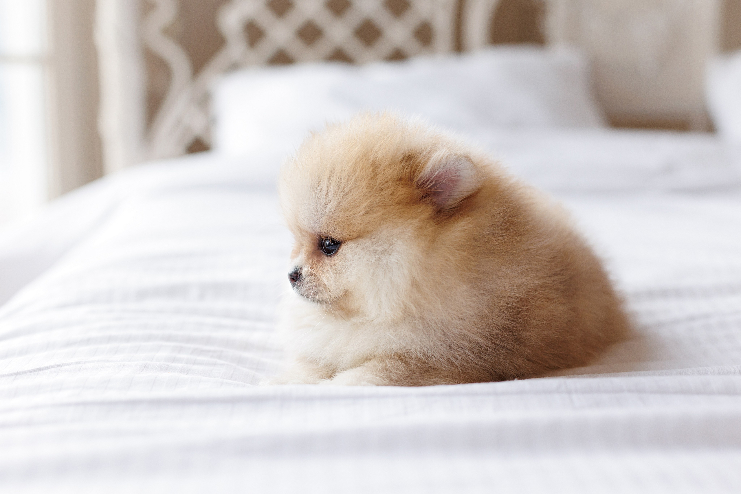 Pomeranian puppies. Семейный фотограф в Кишинёве Пулькина Ольга