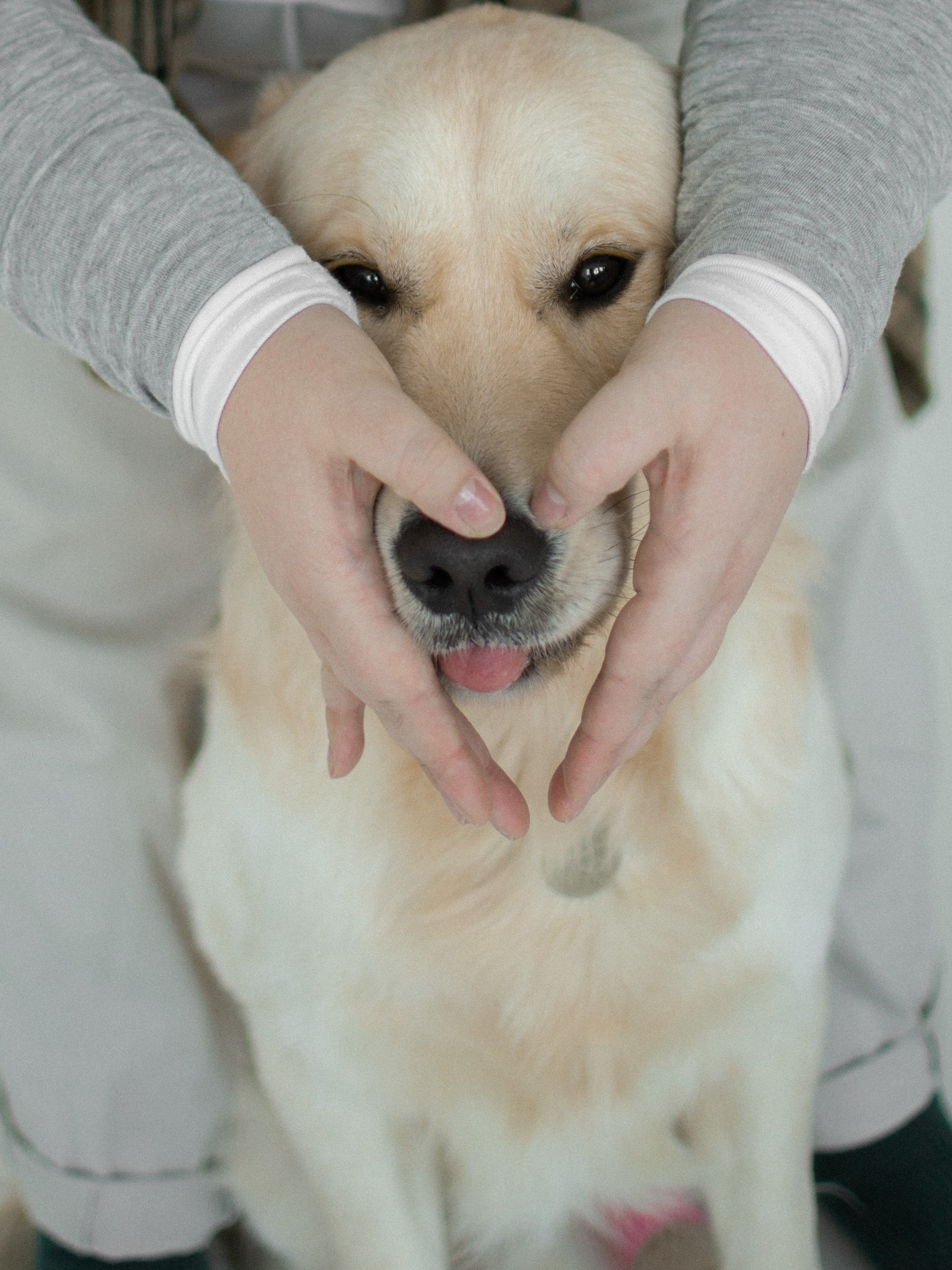 Tanya, Vlad et Kotik. Photographe animalier à Paris Anna Pereira