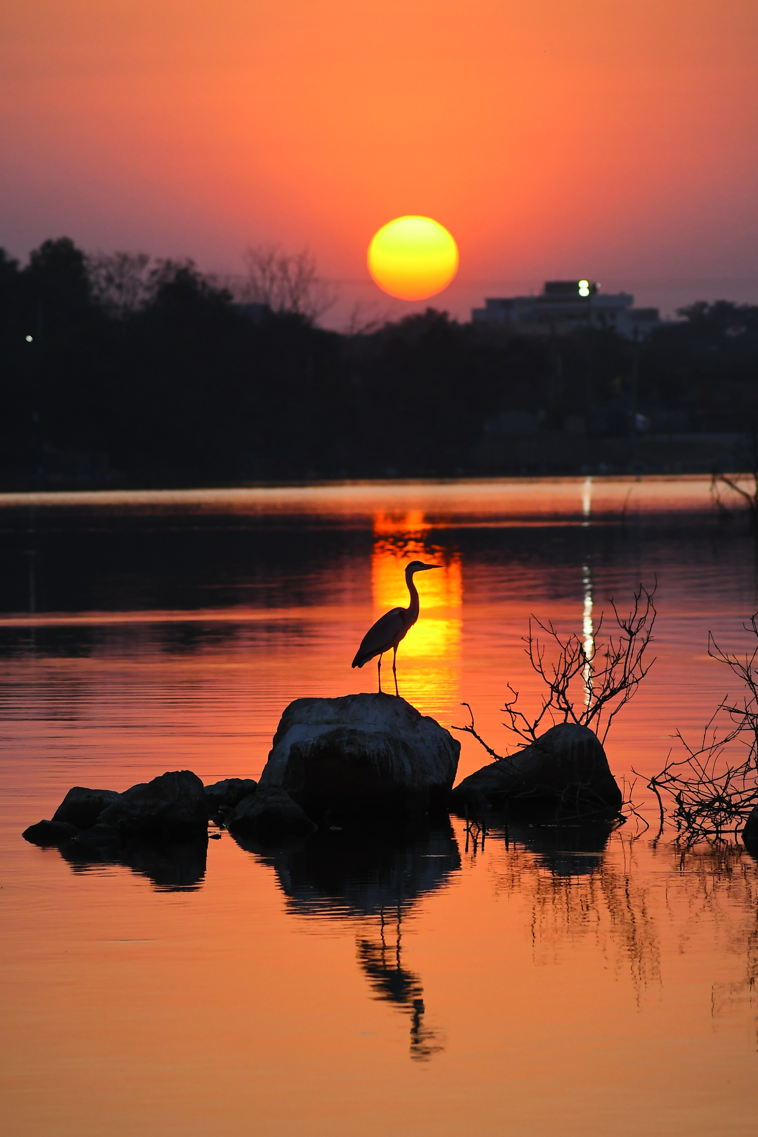Wildlife. Portfolio By Nikhil