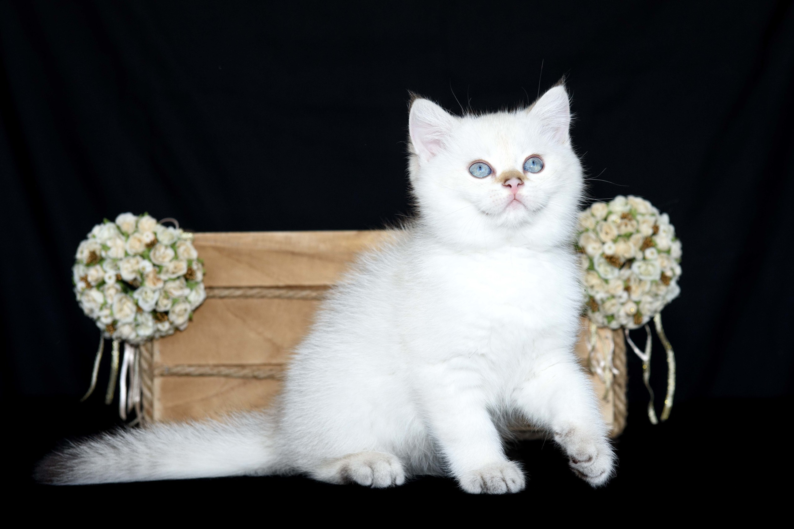 Εκτροφειο βρετανικης κοντότριχης γατας στην Ελλαδα, εκτροφειο british shorthair Αθηνα, εκτροφείο βρετανικής κοντότριχης στην Αθήνα, βρετανικη κοντοτριχη τσιντσιλα, χρυση βρετανική γάτα, βρετανική κοντότριχη γάτα με pedigree, βρετανική κοντότριχη γάτα τιμή, βρετανική μακρύτριχη γάτα, εκτροφείο βρετανικής κοντότριχης γάτας στην Κύπρο, βρετανική γάτα στην Κύπρο τιμή, χρυσή βρετανική γάτα στην Κύπρο, χρυσή βρετανική γάτα Λεμεσός, εκτροφειο βρετανικης γατας Λεμεσος, βρετανικο γατακι τιμη Λεμεσος, βρετανικο γατακι τιμη, βρετανικη γατα Κυπρος, βρετανικη κοντοτριχη γατα τιμη, εκτροφειο βρετανικης κοντοτριχης Θεσσαλονικη