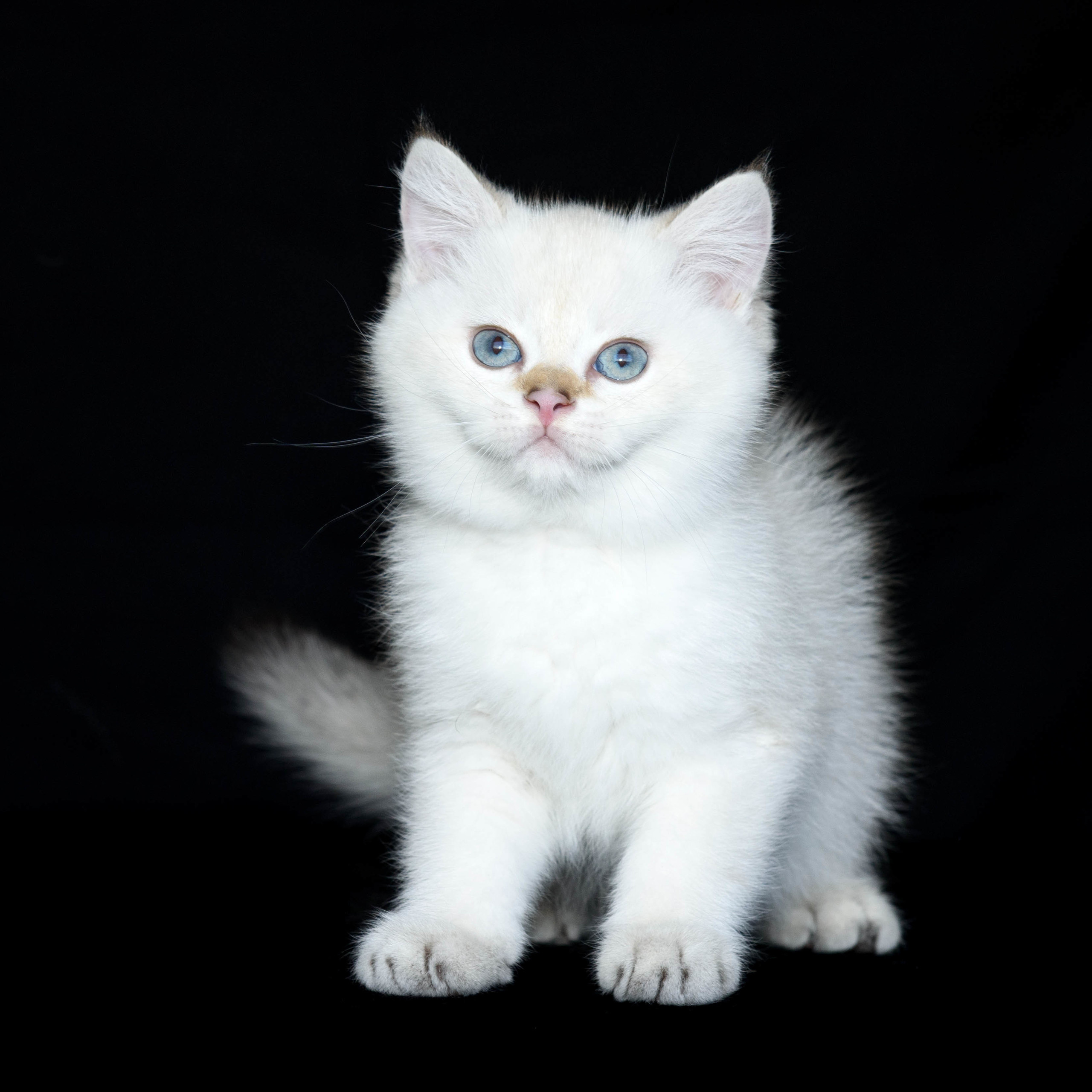 Британские золотые шиншиллы, британские кошки в Греции, питомник британских кошек на Кипре, британские котята на Кипре, купить британского котёнка на Кипре, золотая британская шиншилла на Кипре, британский котёнок на Кипре цена, питомник британских кошек в Греции, питомник британских кошек в Лимассоле, британские котята цена