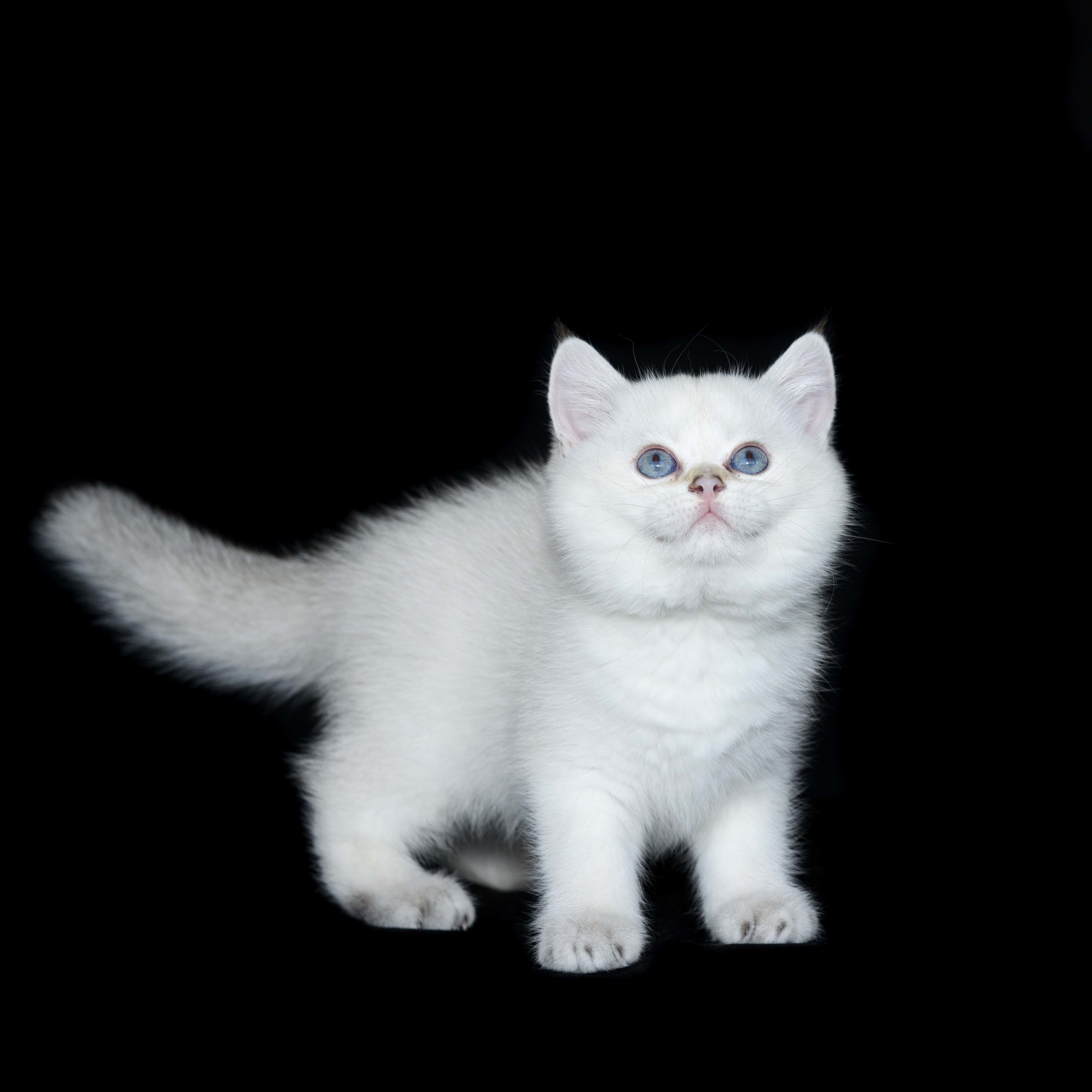 Εκτροφειο βρετανικης κοντότριχης γατας στην Ελλαδα, Εκτροφειο βρετανικης κοντότριχης γατας στην Αθήνα, εκτροφειο british shorthair Αθηνα, βρετανικη κοντοτριχη τσιντσιλα, χρυση βρετανική γάτα, βρετανική κοντότριχη γάτα με pedigree, βρετανική μακρύτριχη γάτα, εκτροφείο βρετανικής κοντότριχης γάτας στην Κύπρο, βρετανική γάτα στην Κύπρο τιμή, χρυσή βρετανική γάτα στην Κύπρο, χρυσή βρετανική γάτα Λεμεσός, βρετανική κοντότριχη γάτα τιμή