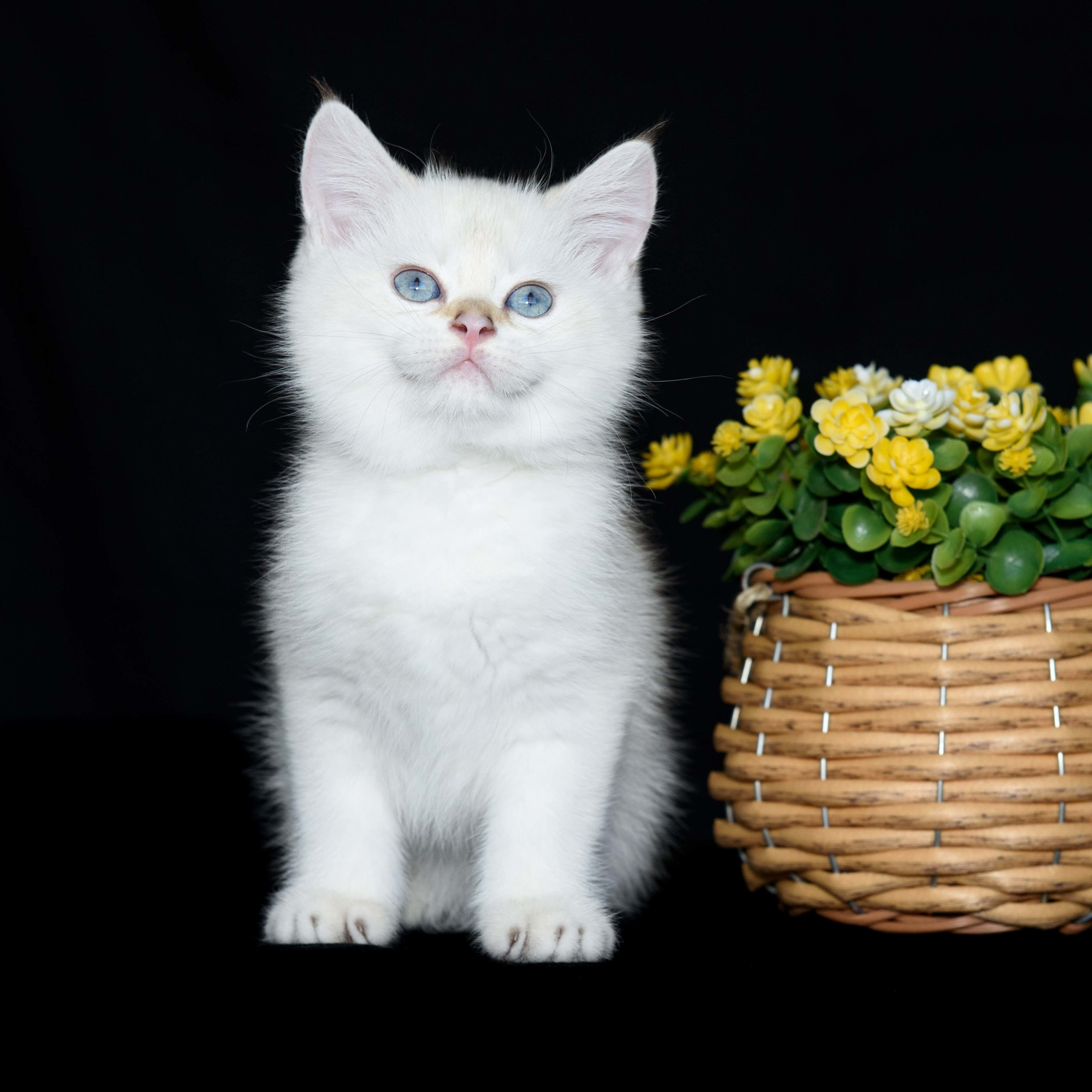 Британские золотые шиншиллы, британские кошки в Греции, питомник британских кошек на Кипре, британские котята на Кипре, купить британского котёнка на Кипре, золотая британская шиншилла на Кипре, британский котёнок на Кипре цена, питомник британских кошек в Греции, питомник британских кошек в Лимассоле, британские котята цена