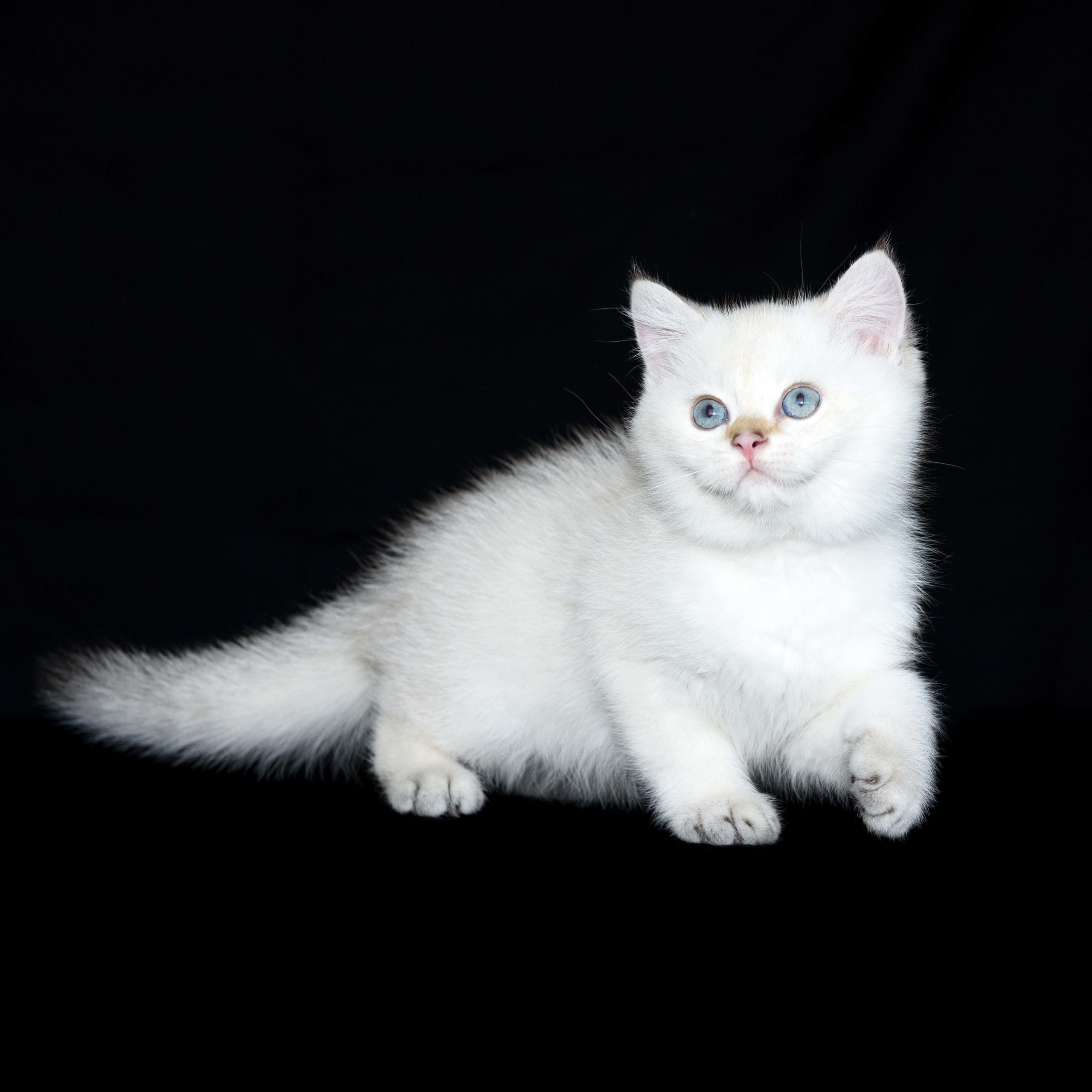 Британские золотые шиншиллы, британские кошки в Греции, питомник британских кошек на Кипре, британские котята на Кипре, купить британского котёнка на Кипре, золотая британская шиншилла на Кипре, британский котёнок на Кипре цена, питомник британских кошек в Греции, питомник британских кошек в Лимассоле, британские котята цена