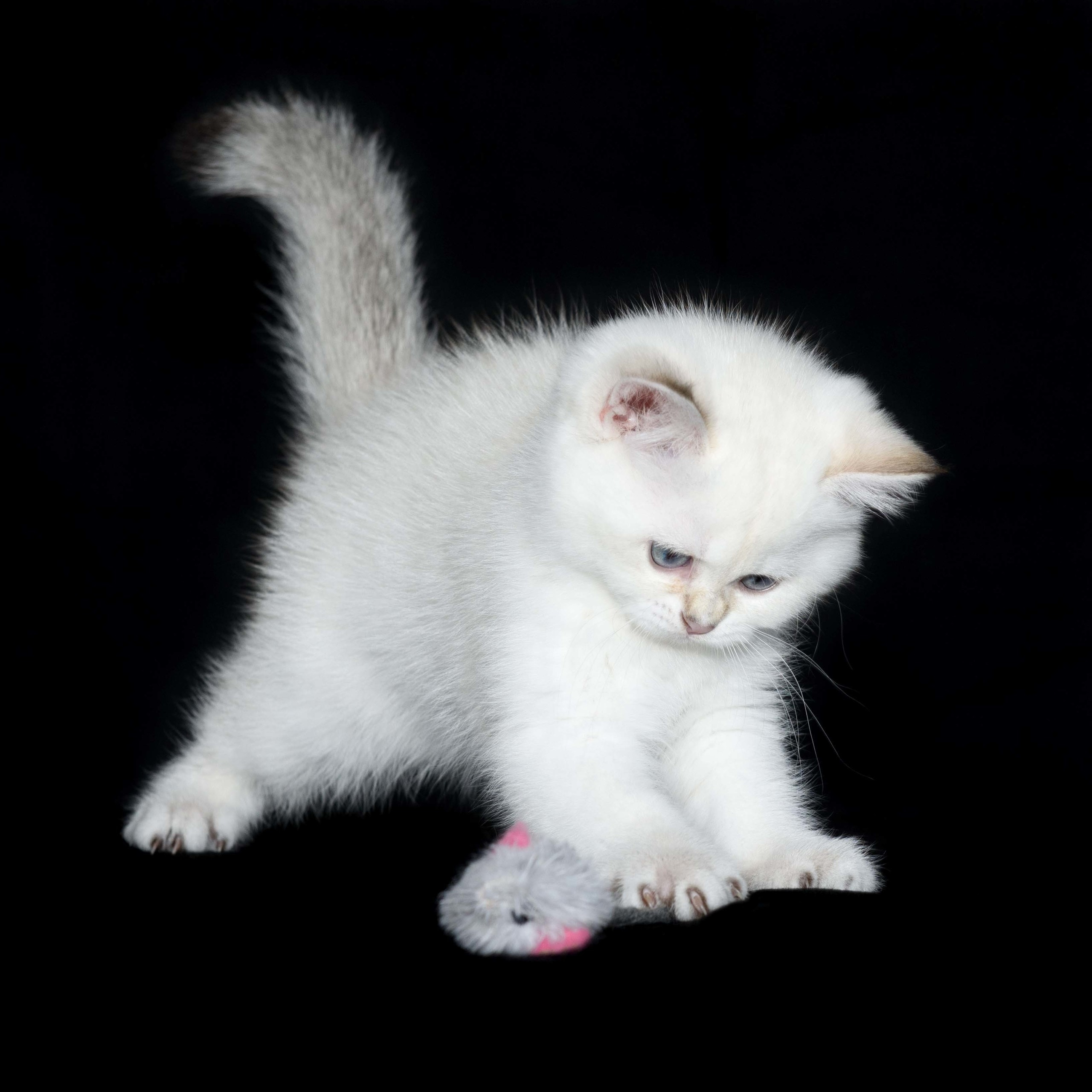 Εκτροφειο βρετανικης κοντότριχης γατας στην Ελλαδα, Εκτροφειο βρετανικης κοντότριχης γατας στην Αθήνα, εκτροφειο british shorthair Αθηνα, βρετανικη κοντοτριχη τσιντσιλα, χρυση βρετανική γάτα, βρετανική κοντότριχη γάτα με pedigree, βρετανική μακρύτριχη γάτα, εκτροφείο βρετανικής κοντότριχης γάτας στην Κύπρο, βρετανική γάτα στην Κύπρο τιμή, χρυσή βρετανική γάτα στην Κύπρο, χρυσή βρετανική γάτα Λεμεσός