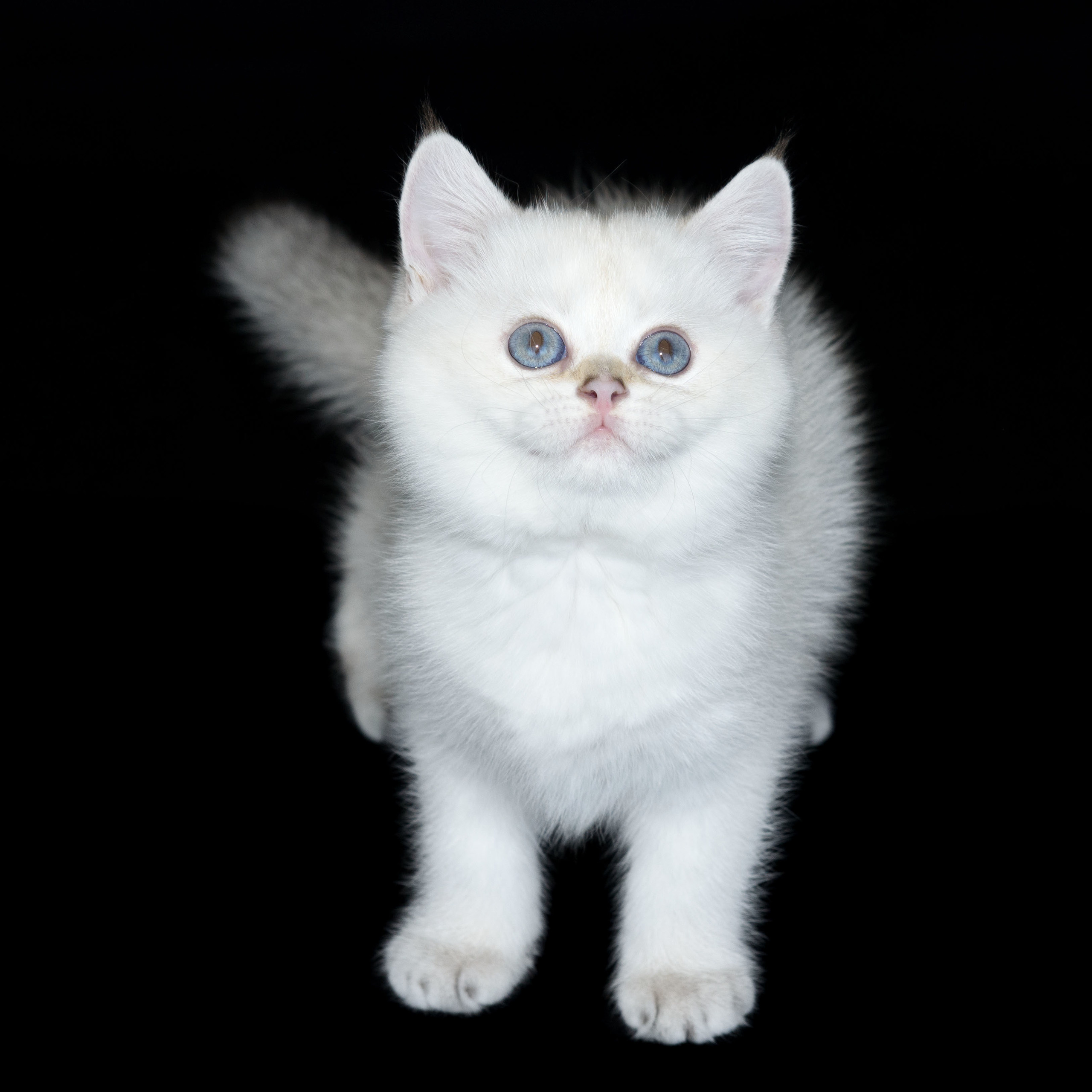 Εκτροφειο βρετανικης κοντότριχης γατας στην Ελλαδα, Εκτροφειο βρετανικης κοντότριχης γατας στην Αθήνα, εκτροφειο british shorthair Αθηνα, βρετανικη κοντοτριχη τσιντσιλα, χρυση βρετανική γάτα, βρετανική κοντότριχη γάτα με pedigree, βρετανική μακρύτριχη γάτα, εκτροφείο βρετανικής κοντότριχης γάτας στην Κύπρο, βρετανική γάτα στην Κύπρο τιμή, χρυσή βρετανική γάτα στην Κύπρο, χρυσή βρετανική γάτα Λεμεσός