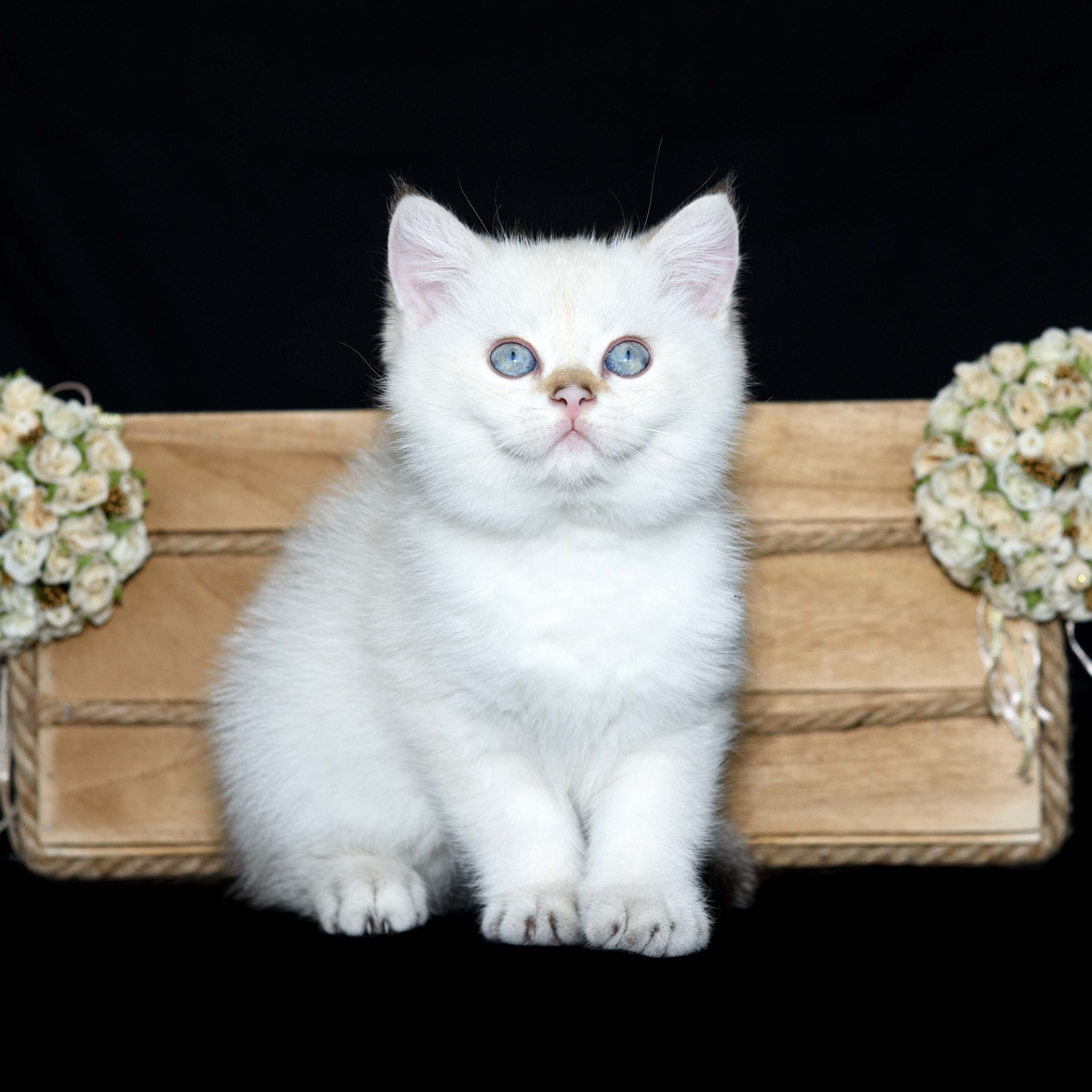 Британские золотые шиншиллы, британские кошки в Греции, питомник британских кошек на Кипре, британские котята на Кипре, купить британского котёнка на Кипре, золотая британская шиншилла на Кипре, британский котёнок на Кипре цена, питомник британских кошек в Греции, питомник британских кошек в Лимассоле, британские котята цена