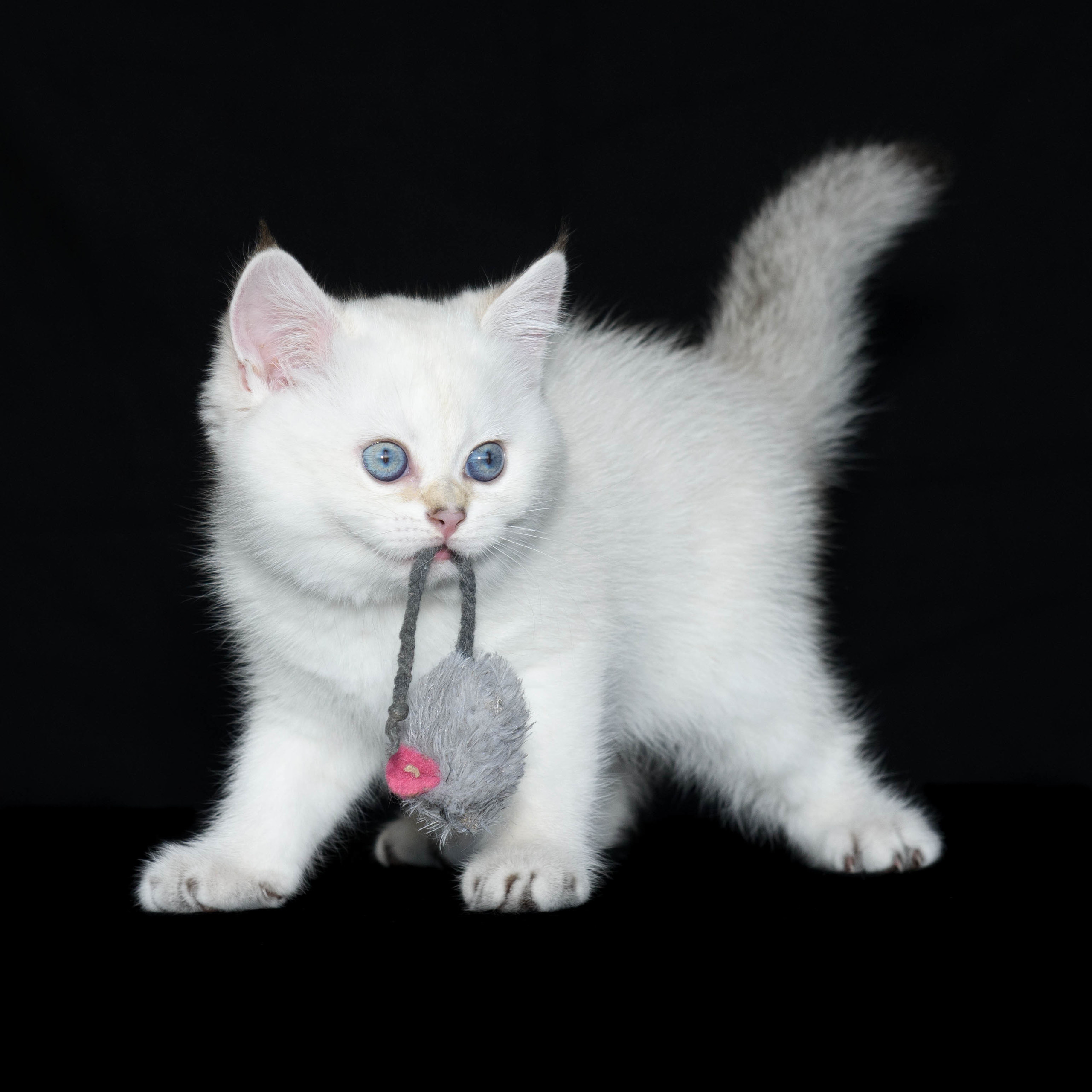 Εκτροφειο βρετανικης κοντότριχης γατας στην Ελλαδα, Εκτροφειο βρετανικης κοντότριχης γατας στην Αθήνα, εκτροφειο british shorthair Αθηνα, βρετανικη κοντοτριχη τσιντσιλα, χρυση βρετανική γάτα, βρετανική κοντότριχη γάτα με pedigree, βρετανική μακρύτριχη γάτα, εκτροφείο βρετανικής κοντότριχης γάτας στην Κύπρο, βρετανική γάτα στην Κύπρο τιμή, χρυσή βρετανική γάτα στην Κύπρο, χρυσή βρετανική γάτα Λεμεσός