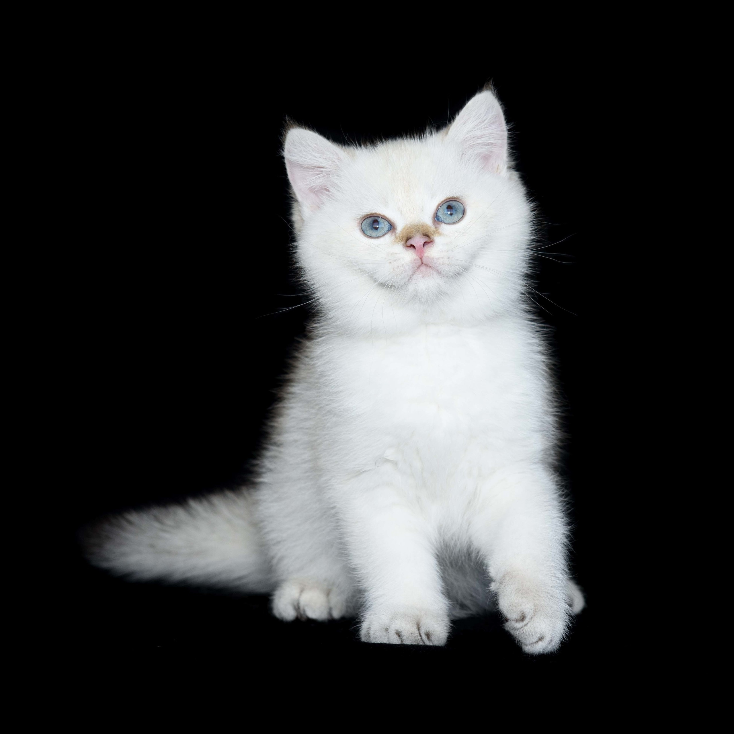 Британские золотые шиншиллы, британские кошки в Греции, питомник британских кошек на Кипре, британские котята на Кипре, купить британского котёнка на Кипре, золотая британская шиншилла на Кипре, британский котёнок на Кипре цена, питомник британских кошек в Греции, питомник британских кошек в Лимассоле, британские котята цена