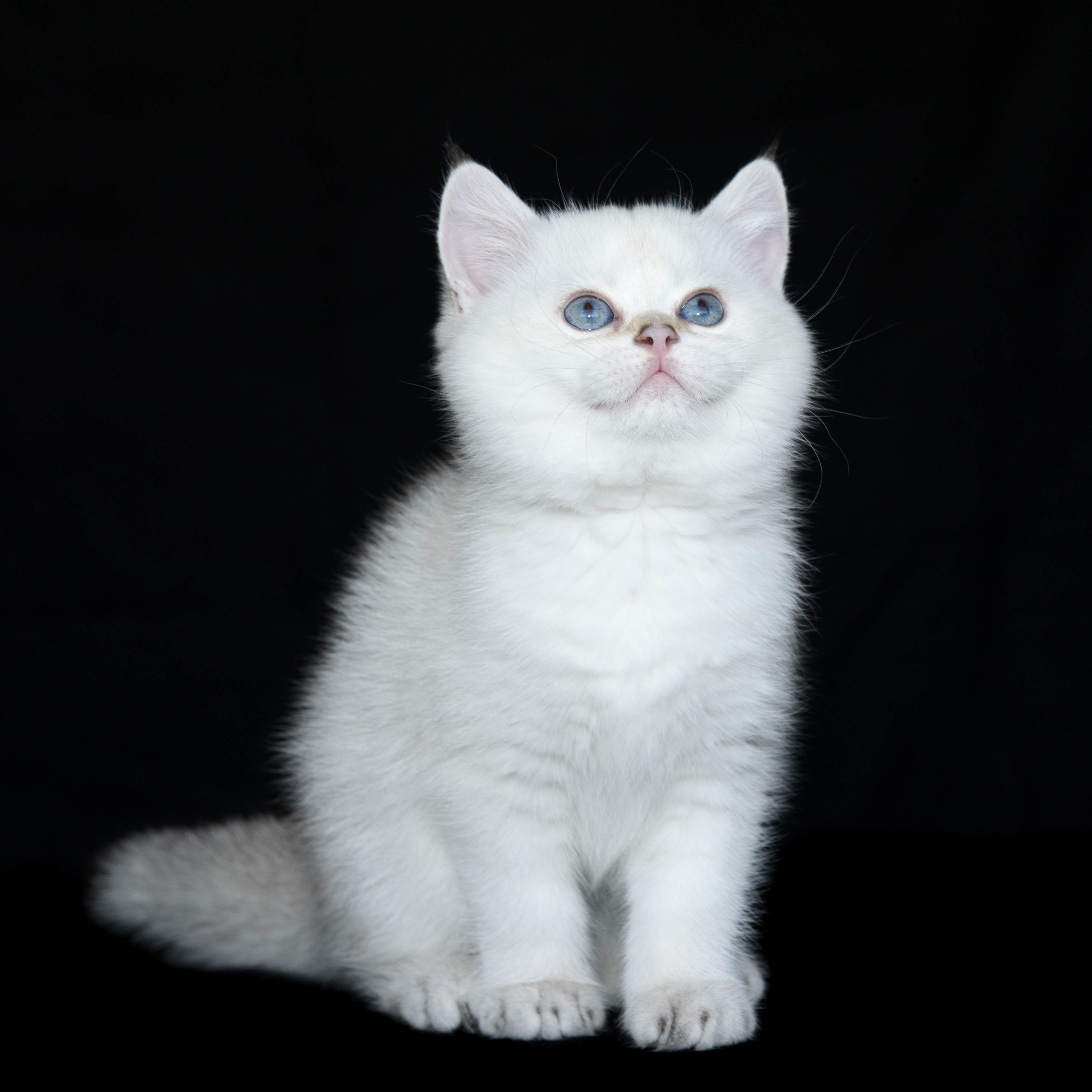 Εκτροφειο βρετανικης κοντότριχης γατας στην Ελλαδα, Εκτροφειο βρετανικης κοντότριχης γατας στην Αθήνα, εκτροφειο british shorthair Αθηνα, βρετανικη κοντοτριχη τσιντσιλα, χρυση βρετανική γάτα, βρετανική κοντότριχη γάτα με pedigree, βρετανική μακρύτριχη γάτα, εκτροφείο βρετανικής κοντότριχης γάτας στην Κύπρο, βρετανική γάτα στην Κύπρο τιμή, χρυσή βρετανική γάτα στην Κύπρο, χρυσή βρετανική γάτα Λεμεσός