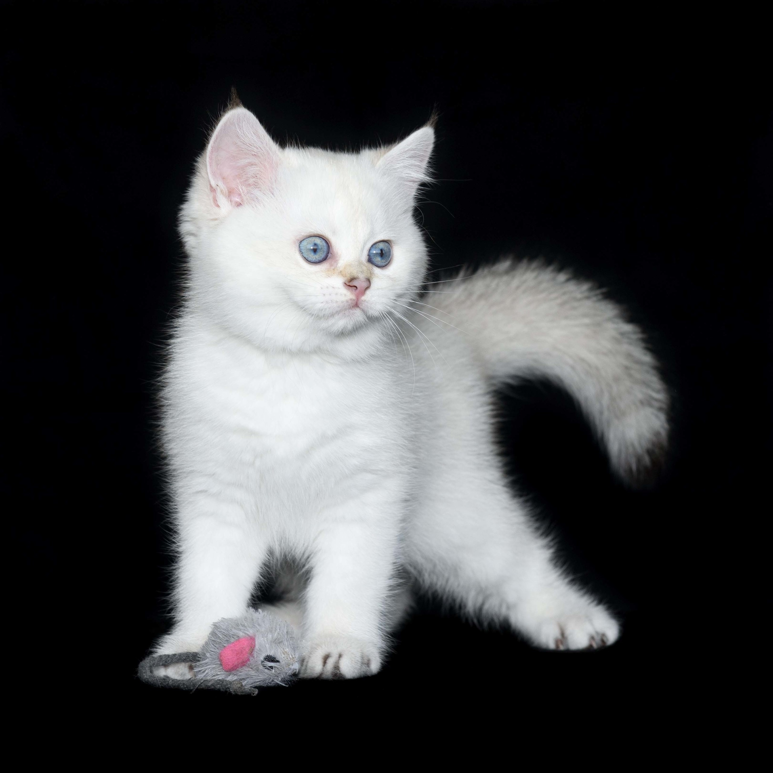 Εκτροφειο βρετανικης κοντότριχης γατας στην Ελλαδα, Εκτροφειο βρετανικης κοντότριχης γατας στην Αθήνα, εκτροφειο british shorthair Αθηνα, βρετανικη κοντοτριχη τσιντσιλα, χρυση βρετανική γάτα, βρετανική κοντότριχη γάτα με pedigree, βρετανική μακρύτριχη γάτα, εκτροφείο βρετανικής κοντότριχης γάτας στην Κύπρο, βρετανική γάτα στην Κύπρο τιμή, χρυσή βρετανική γάτα στην Κύπρο, χρυσή βρετανική γάτα Λεμεσός