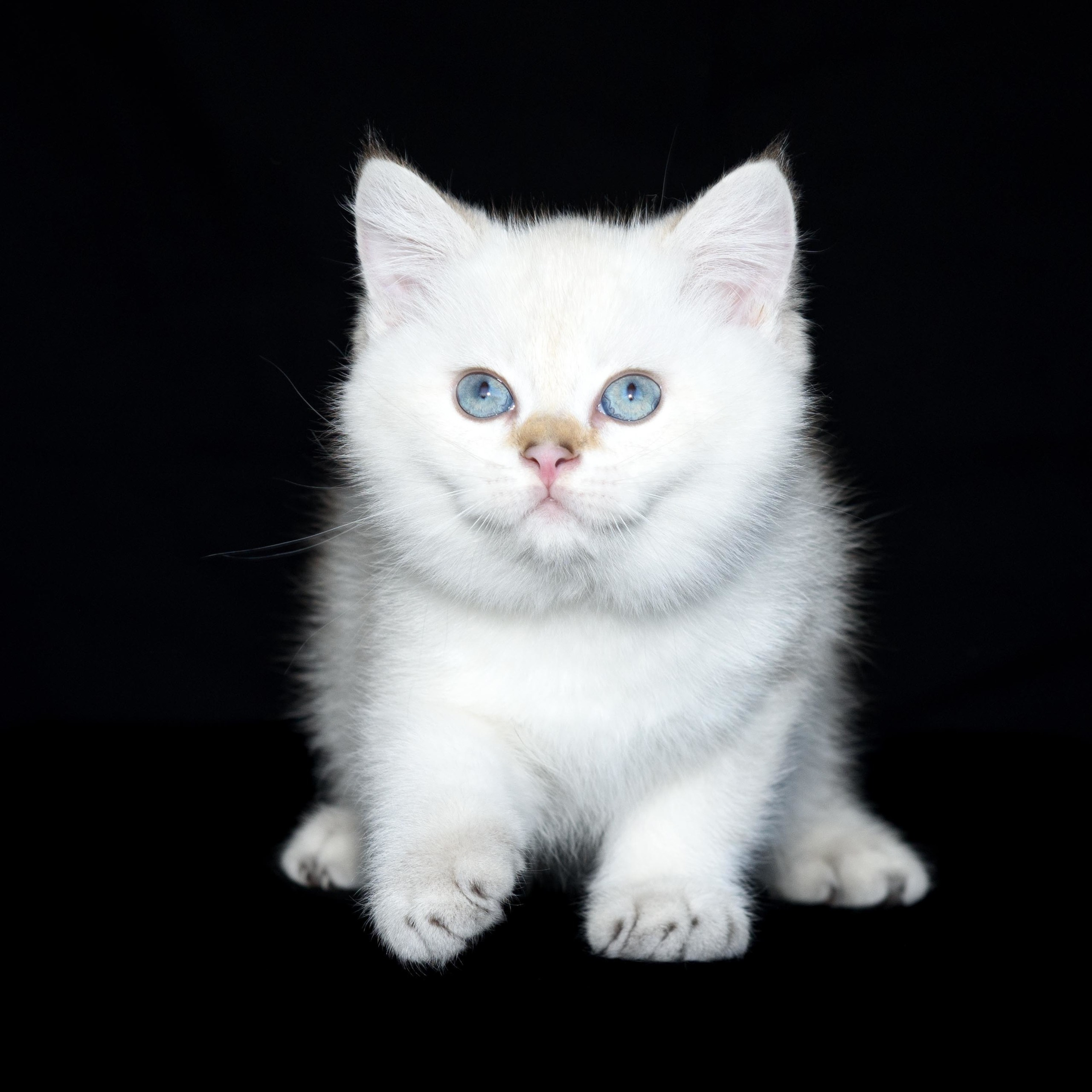 Британские золотые шиншиллы, британские кошки в Греции, питомник британских кошек на Кипре, британские котята на Кипре, купить британского котёнка на Кипре, золотая британская шиншилла на Кипре, британский котёнок на Кипре цена, питомник британских кошек в Греции, питомник британских кошек в Лимассоле, британские котята цена