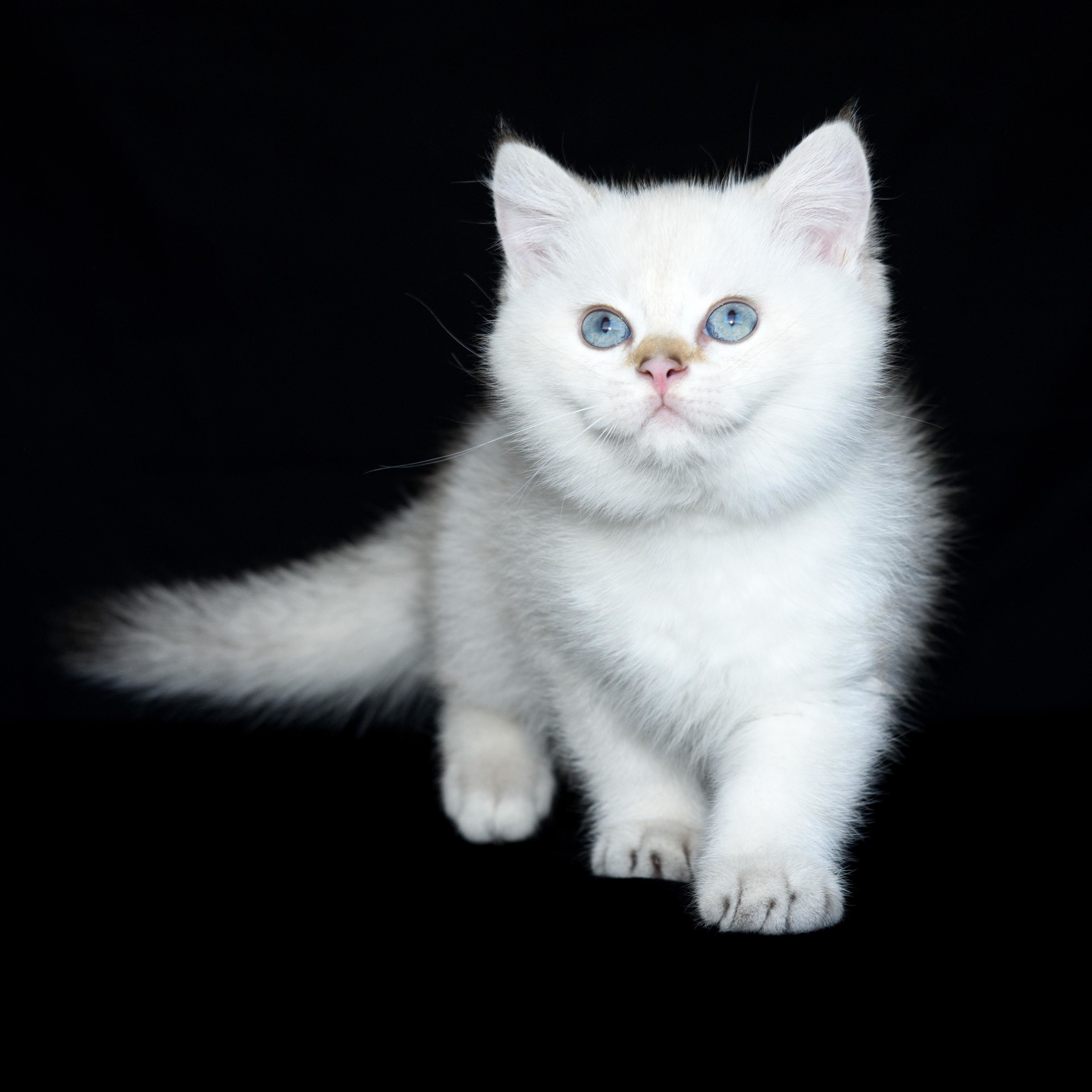 Британские золотые шиншиллы, британские кошки в Греции, питомник британских кошек на Кипре, британские котята на Кипре, купить британского котёнка на Кипре, золотая британская шиншилла на Кипре, британский котёнок на Кипре цена, питомник британских кошек в Греции, питомник британских кошек в Лимассоле, британские котята цена