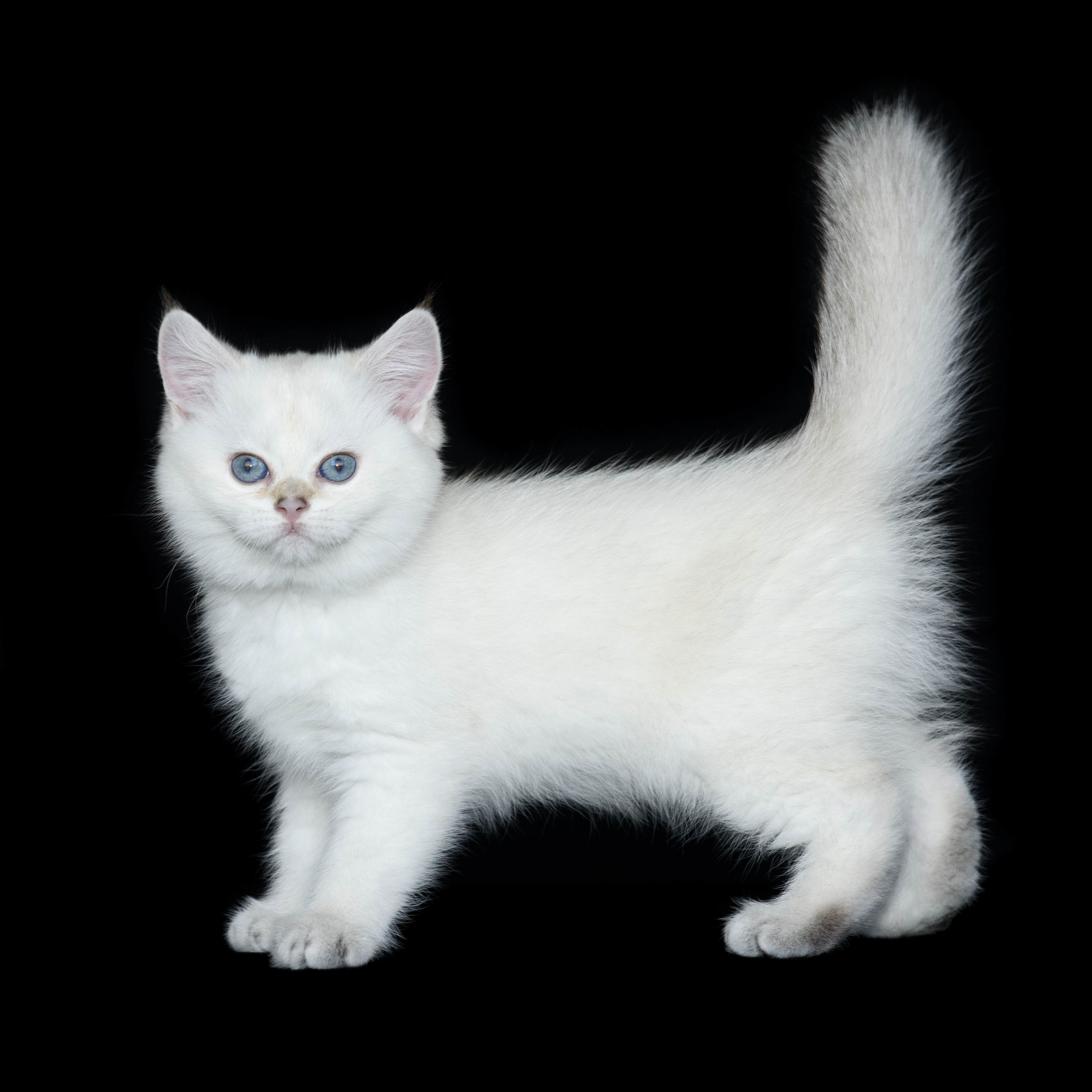 Εκτροφειο βρετανικης κοντότριχης γατας στην Ελλαδα, Εκτροφειο βρετανικης κοντότριχης γατας στην Αθήνα, εκτροφειο british shorthair Αθηνα, βρετανικη κοντοτριχη τσιντσιλα, χρυση βρετανική γάτα, βρετανική κοντότριχη γάτα με pedigree, βρετανική μακρύτριχη γάτα, εκτροφείο βρετανικής κοντότριχης γάτας στην Κύπρο, βρετανική γάτα στην Κύπρο τιμή, χρυσή βρετανική γάτα στην Κύπρο, χρυσή βρετανική γάτα Λεμεσός