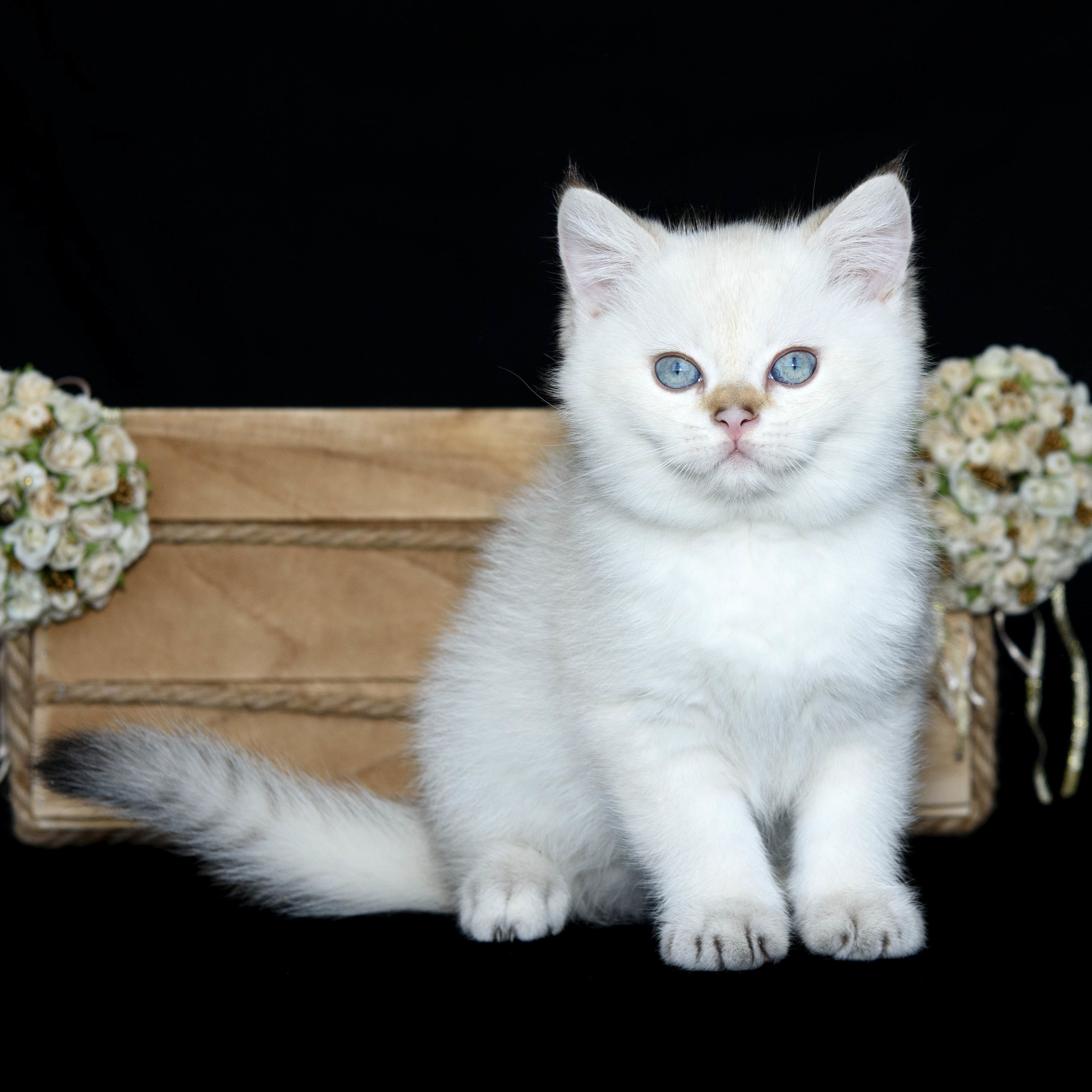 Британские золотые шиншиллы, британские кошки в Греции, питомник британских кошек на Кипре, британские котята на Кипре, купить британского котёнка на Кипре, золотая британская шиншилла на Кипре, британский котёнок на Кипре цена, питомник британских кошек в Греции, питомник британских кошек в Лимассоле, британские котята цена