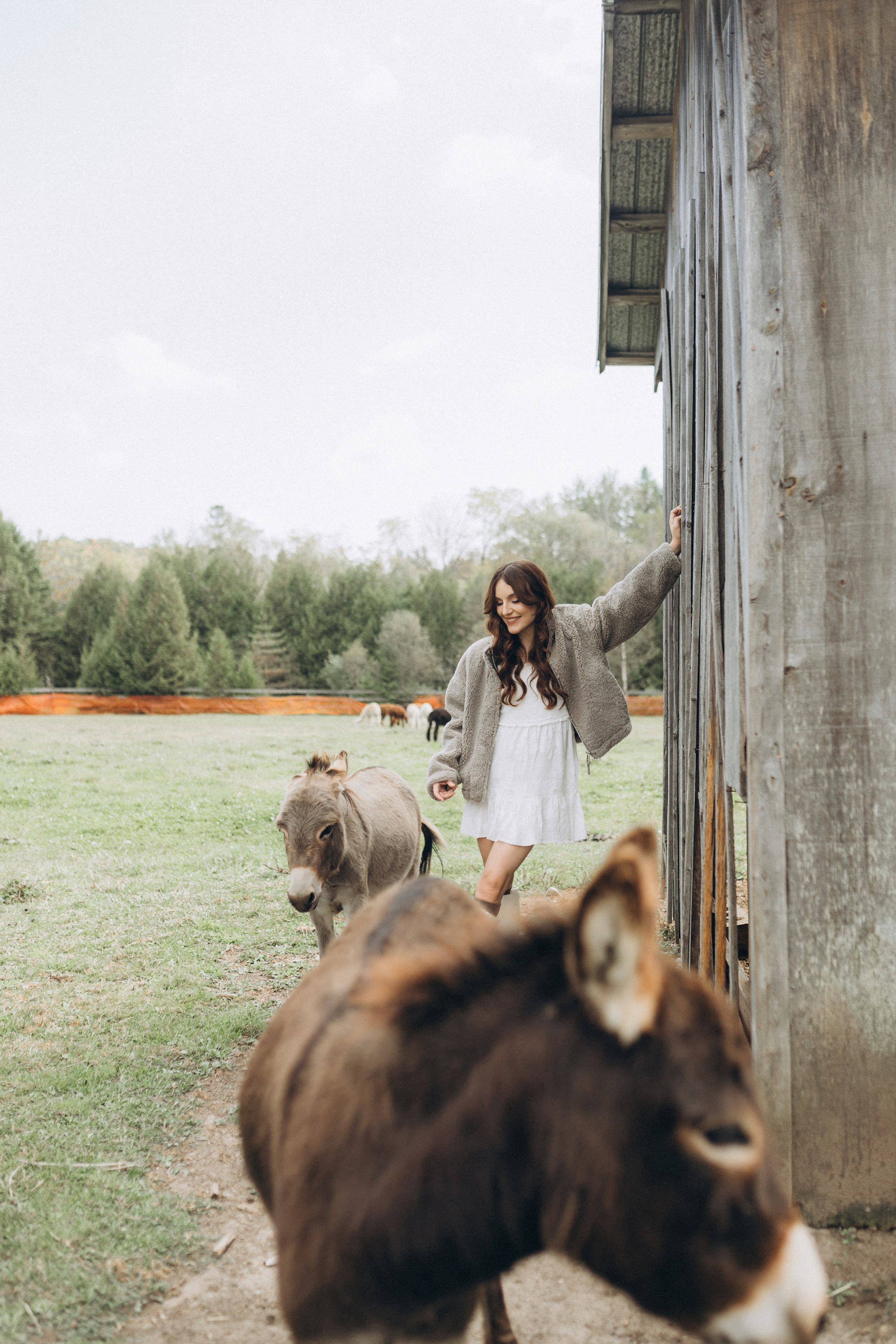 Alpacas Farm. Chernenko.photography
