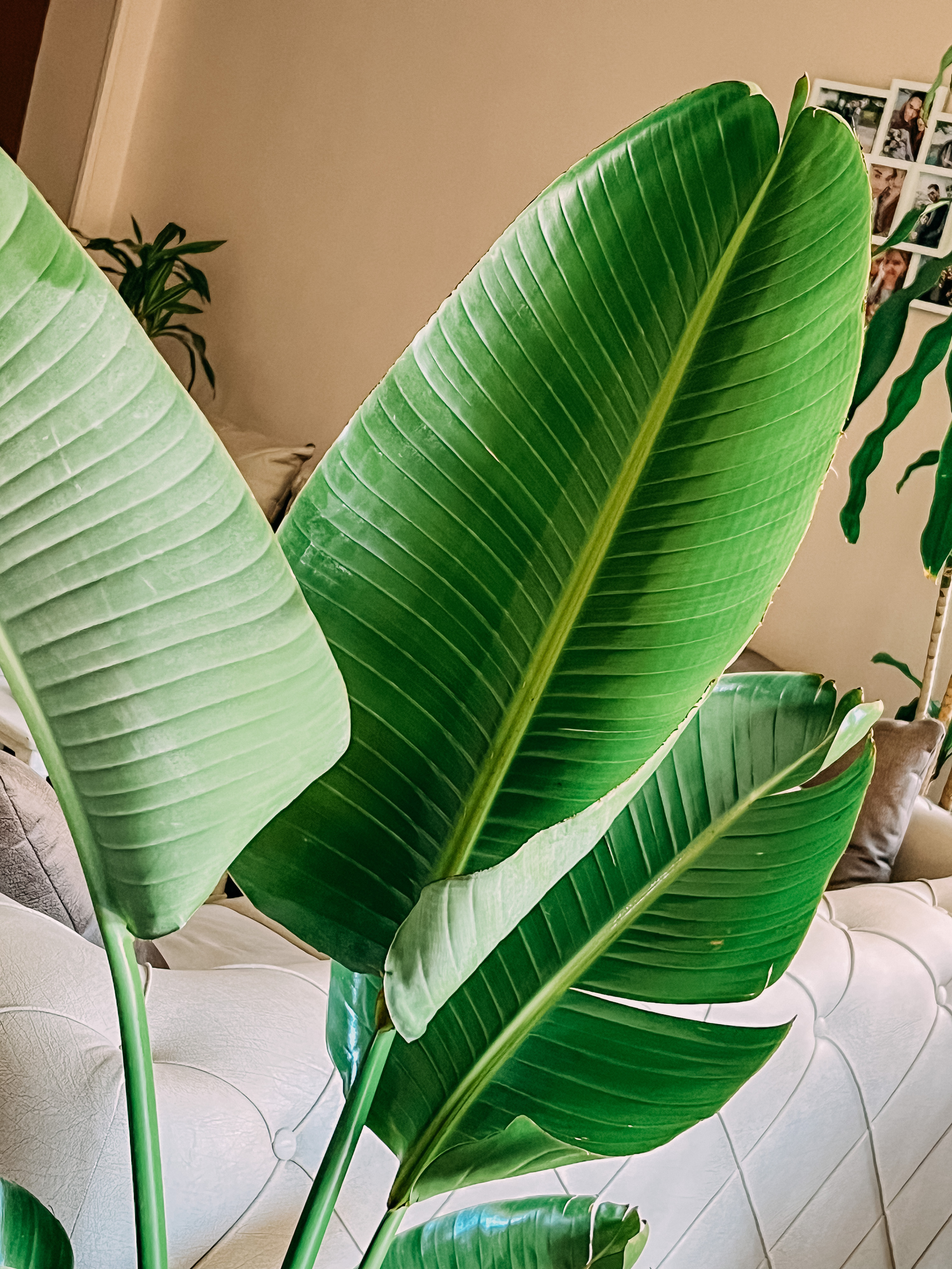 Фотосессия для бизнеса. Фотограф в Каире Египет Анастасия Ильина