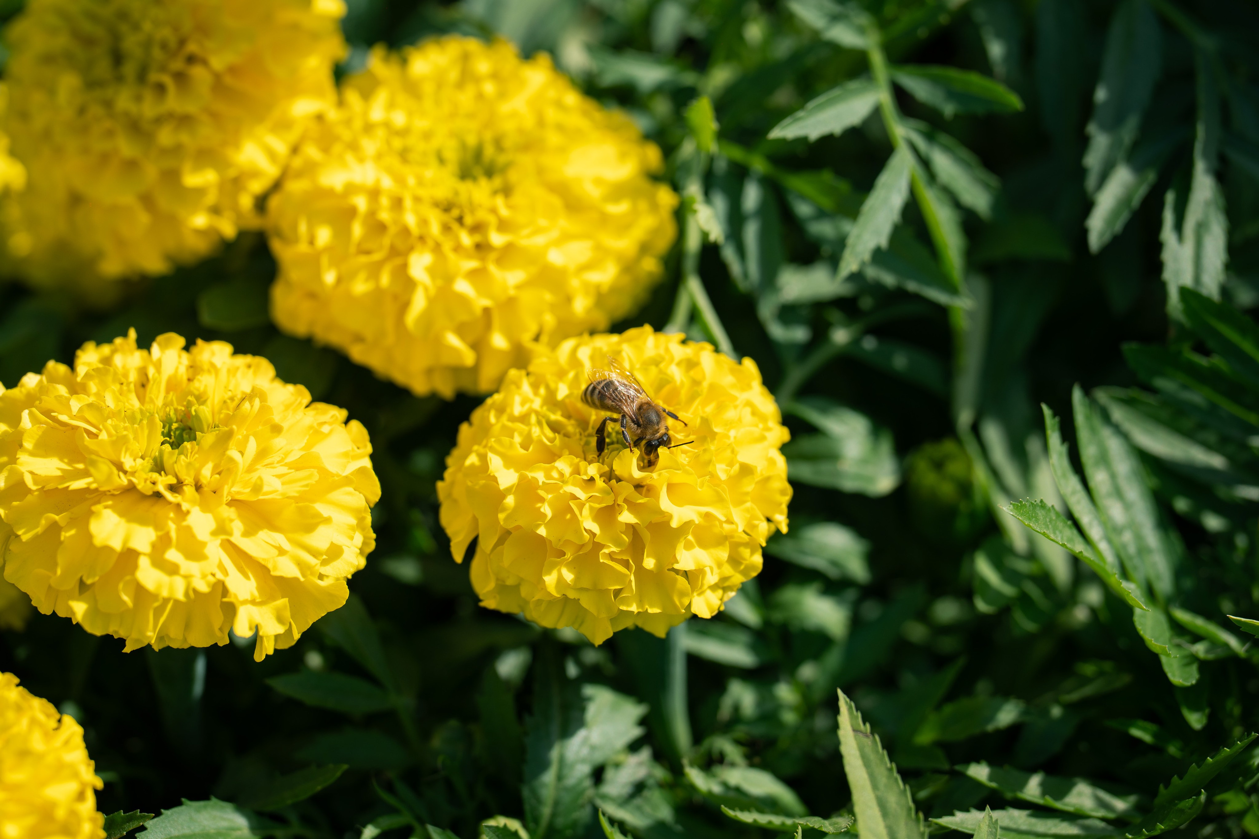 Flower Fest 2026