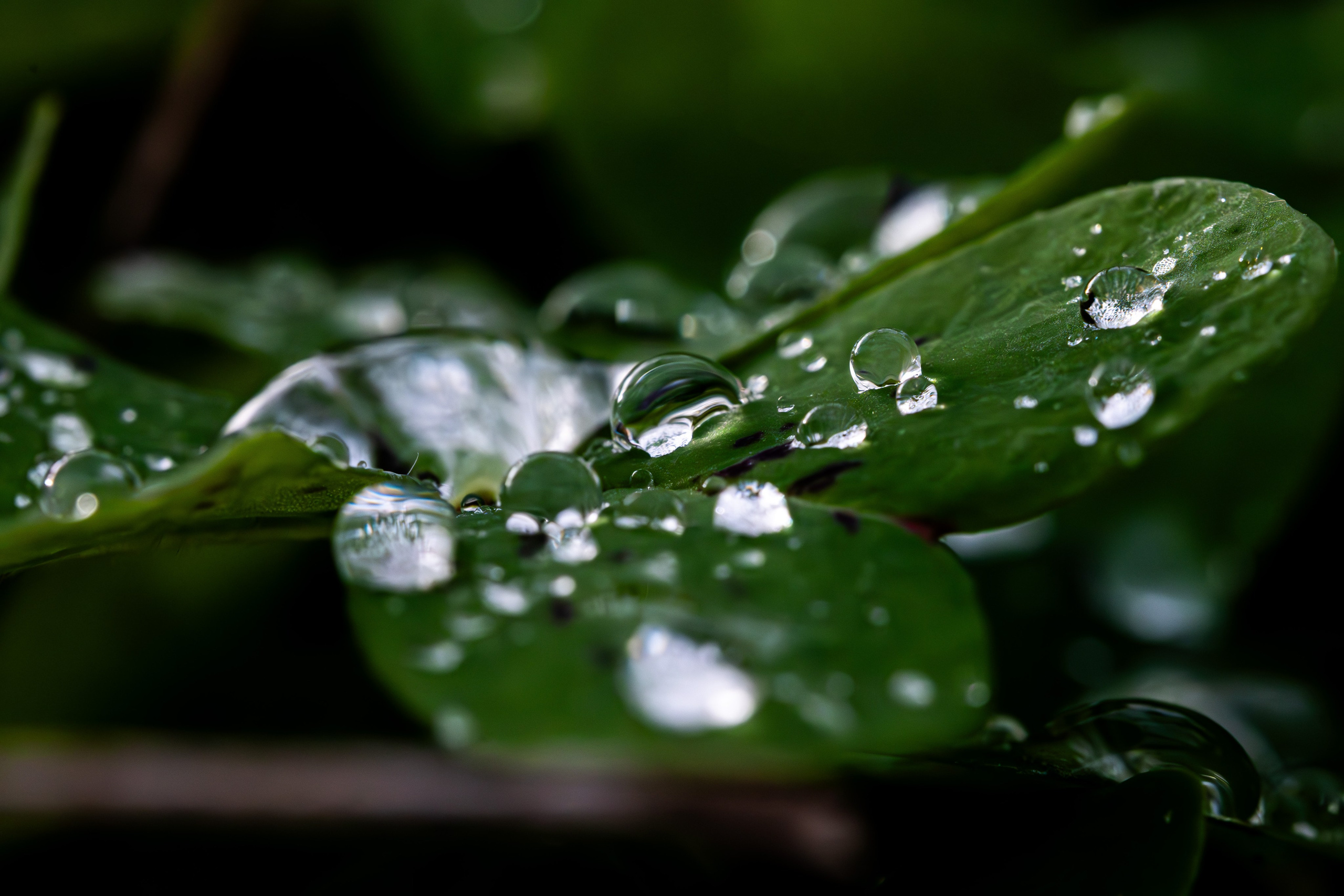 Macro Photography. Prime_Frame_Studio