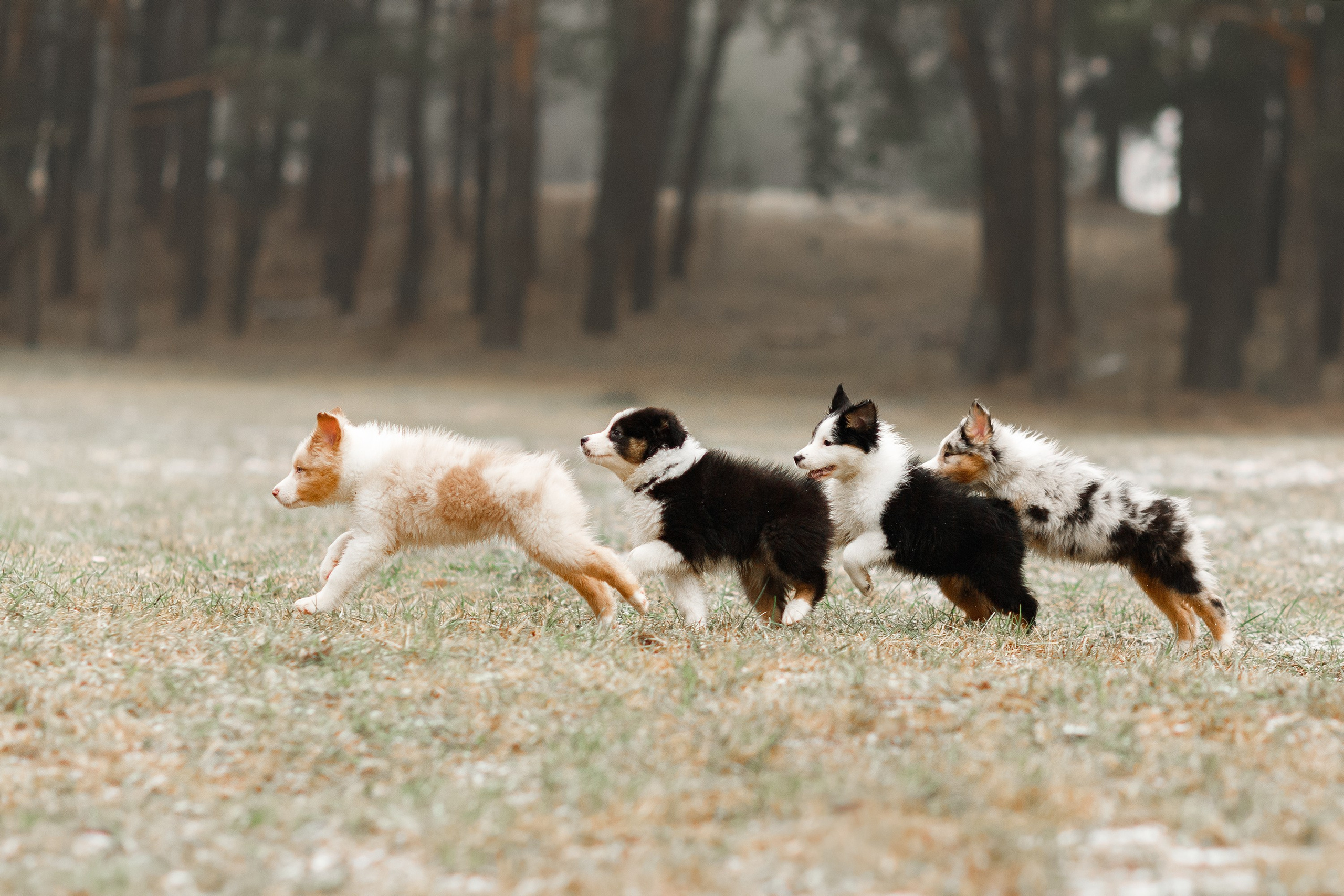 Pack of aussie puppies. Kaja | fotograf psów we Wrocławiu