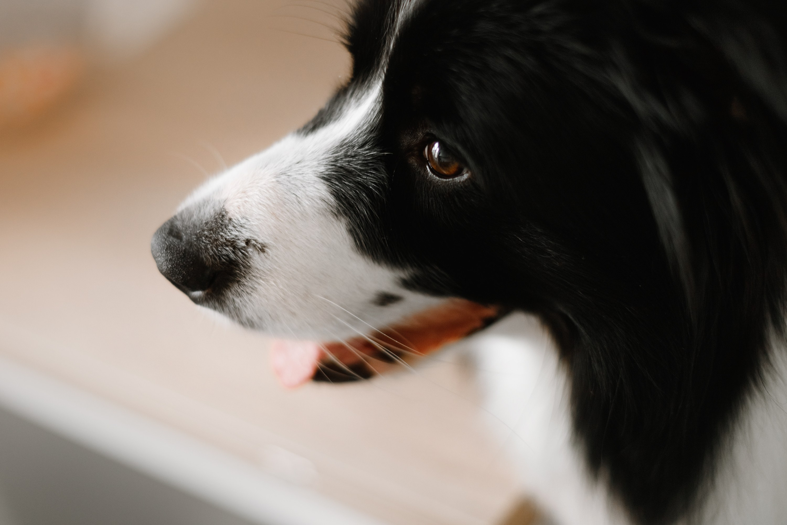 Evgenia & Richard. Kaja | fotograf we Wrocławiu | ludzie i psy