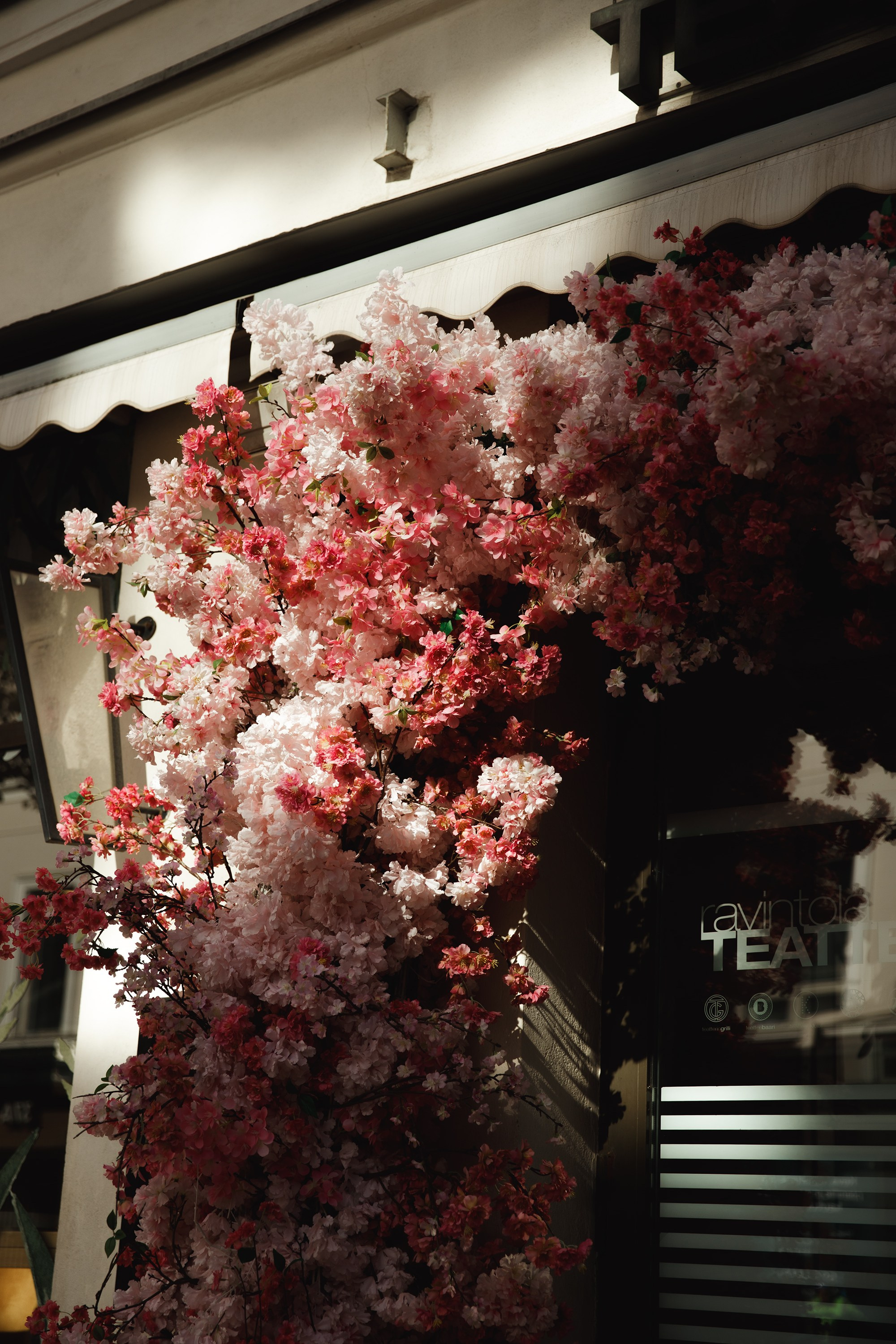 Helsinki. Kaja | fotograf psów we Wrocławiu