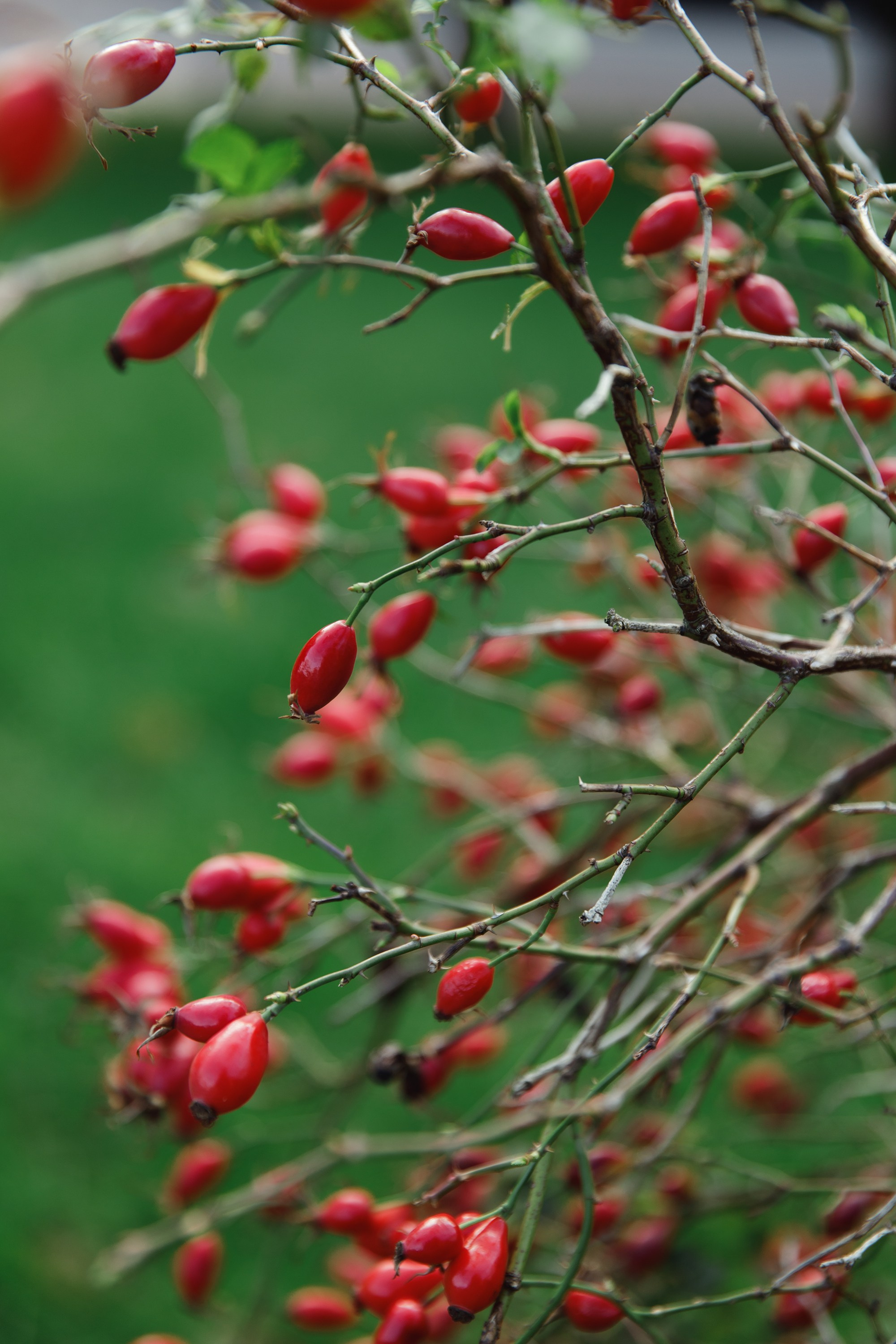 Turku. Kaja | fotograf psów we Wrocławiu
