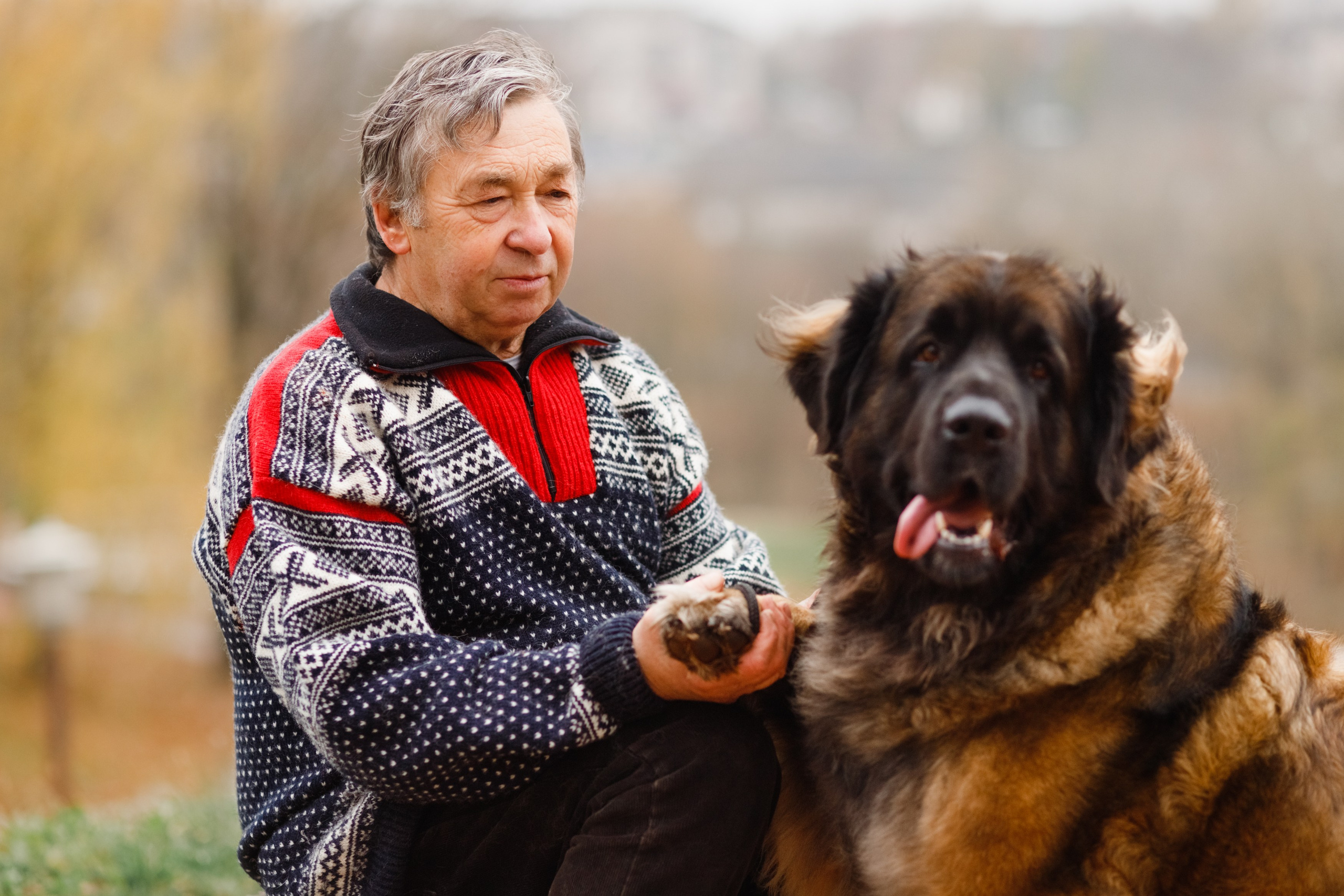 Leonbergers. Kaja | fotograf we Wrocławiu | ludzie i psy