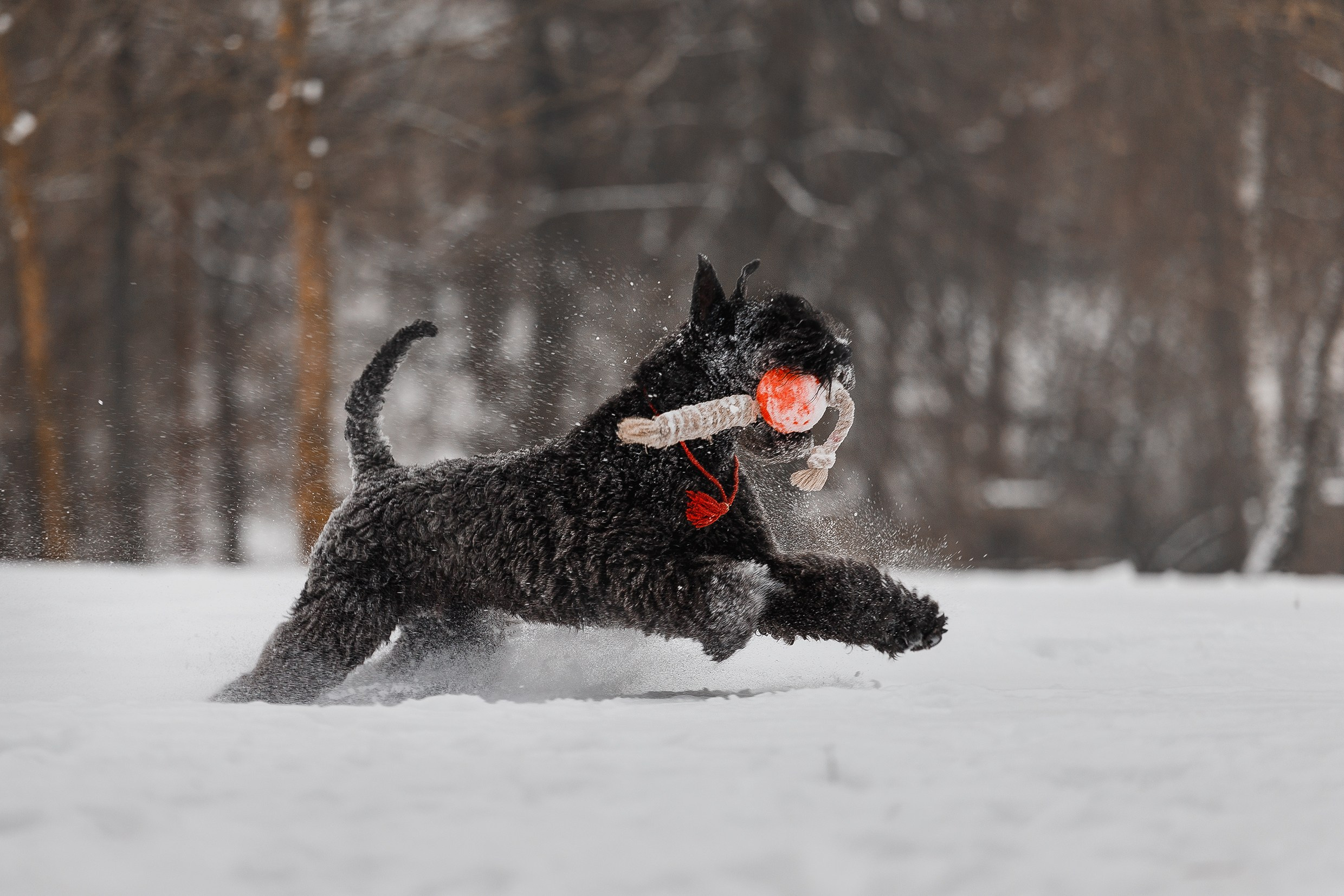 Kerry blue terrier & italian spinone. Kaja | fotograf we Wrocławiu | ludzie i psy